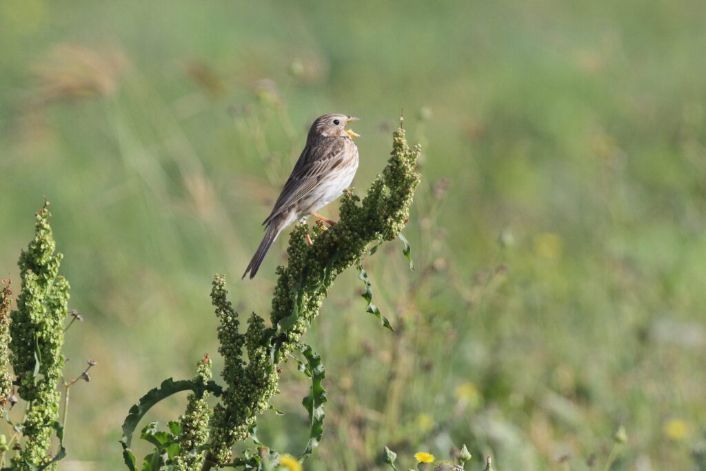 Corn Bunting. Qatar, 17 March 2013 © Neil G. Morris.
