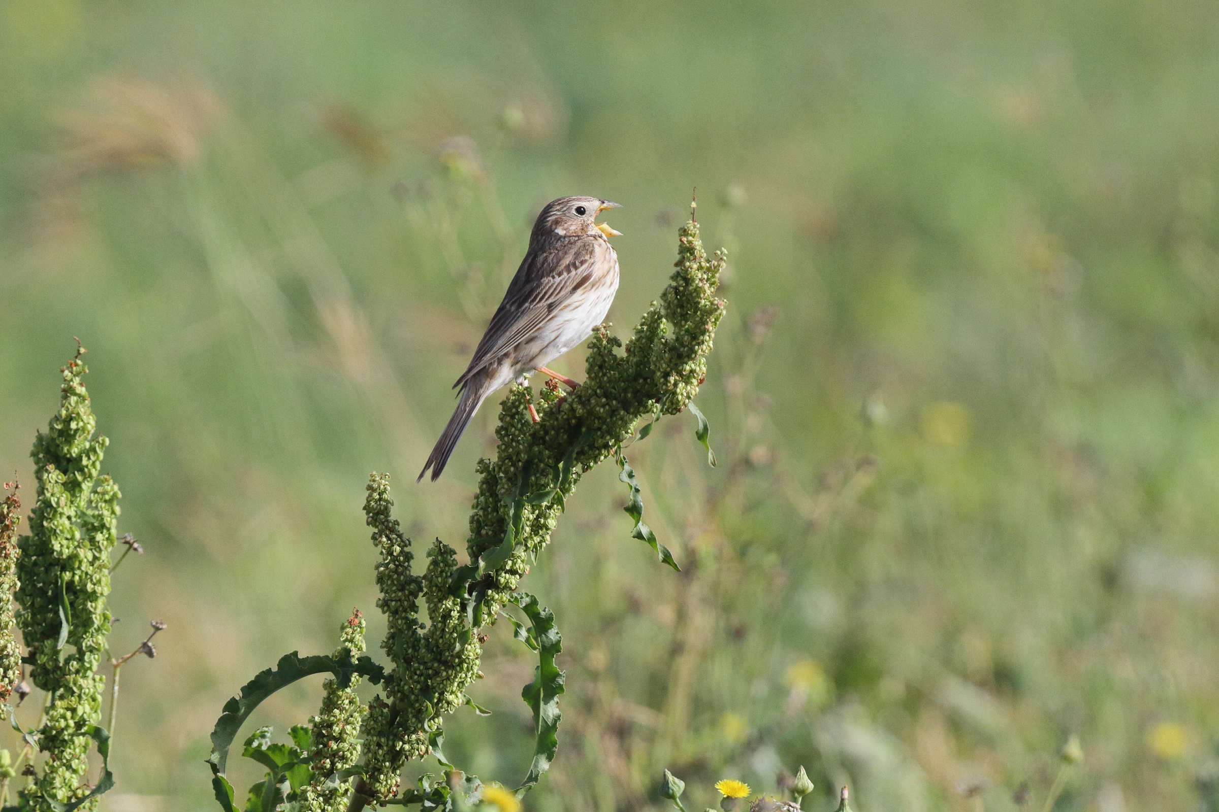 Corn Bunting. Qatar, 17 March 2013 © Neil G. Morris.