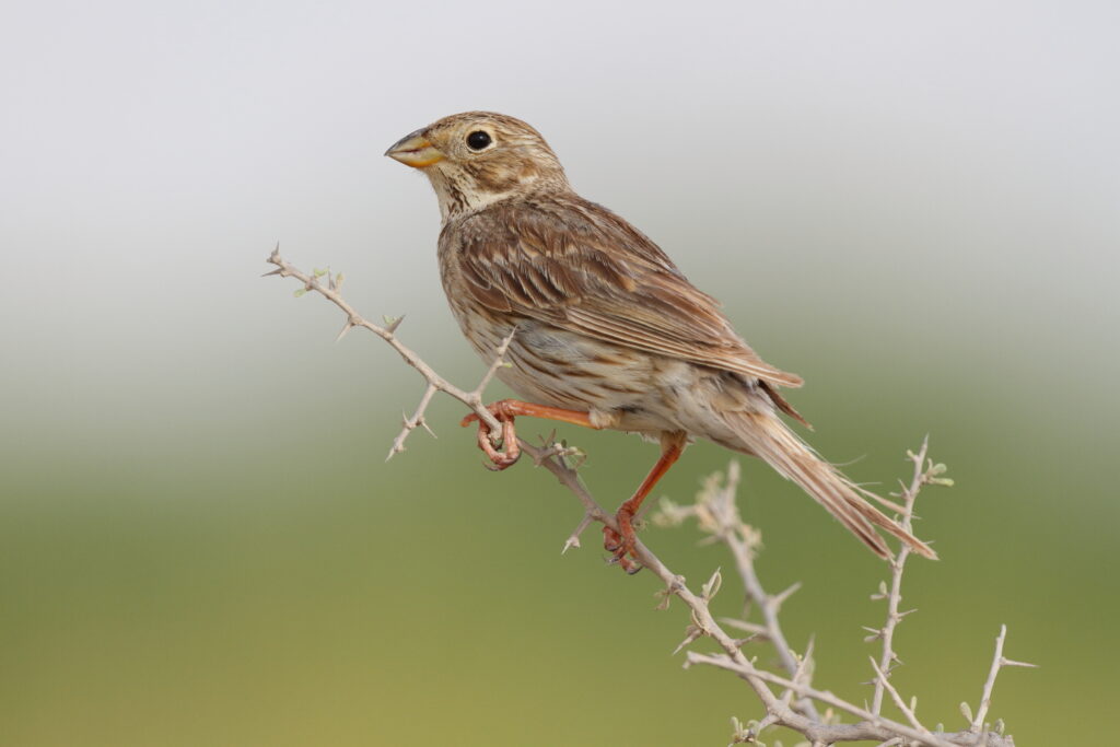 Corn Bunting. Qatar, 24 April 2013 © Neil G. Morris.