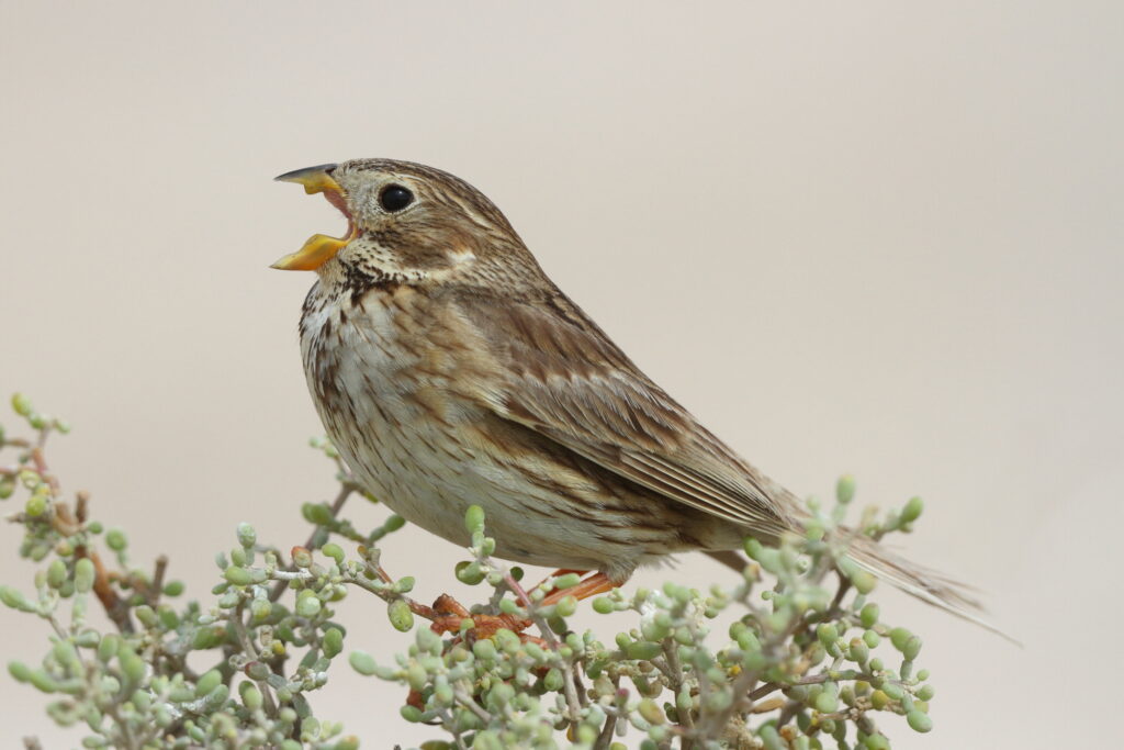Corn Bunting. Qatar, 01 May 2013 © Neil G. Morris.