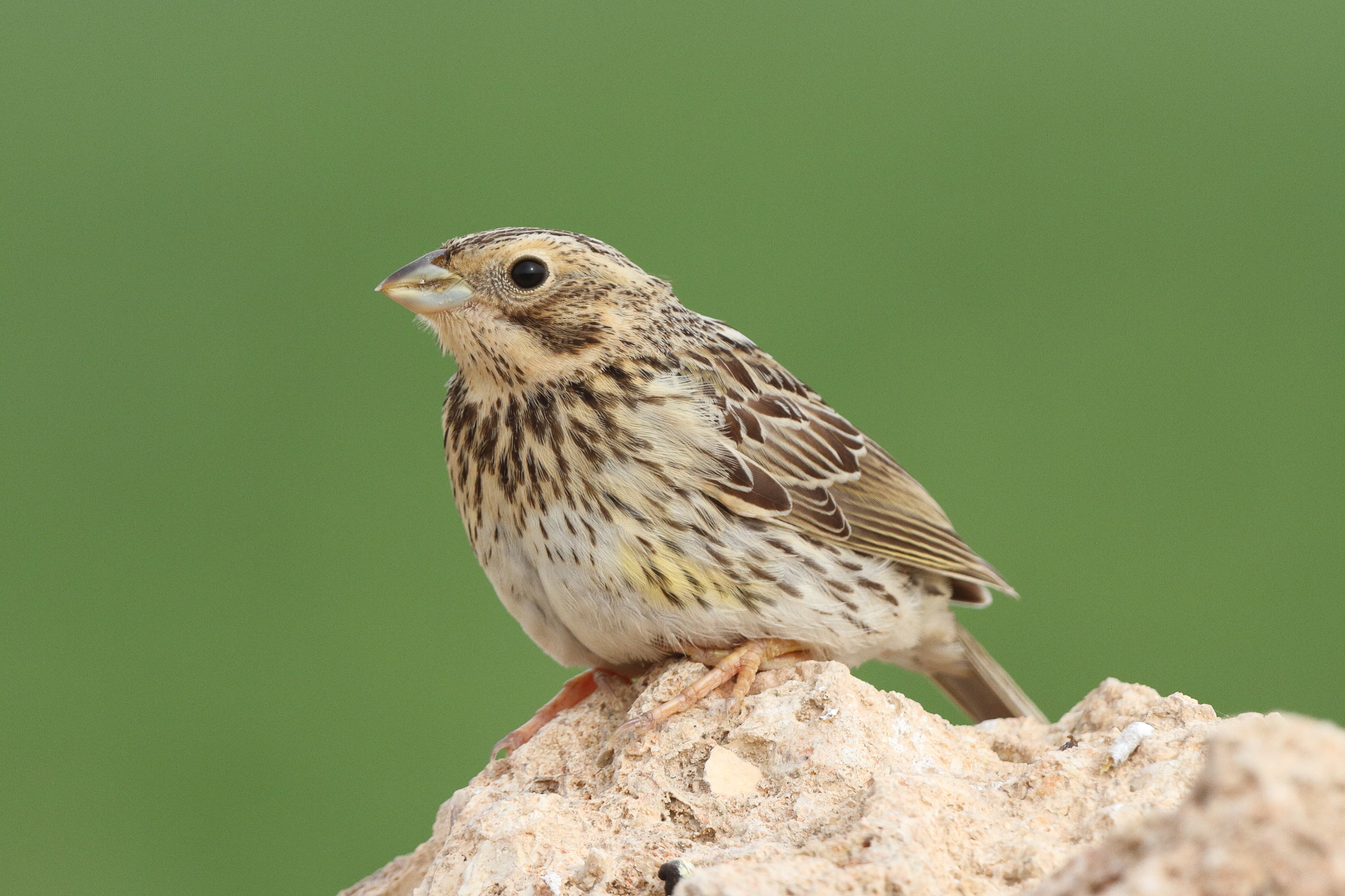 Corn Bunting. Qatar, 03 April 2014 © Neil G. Morris.