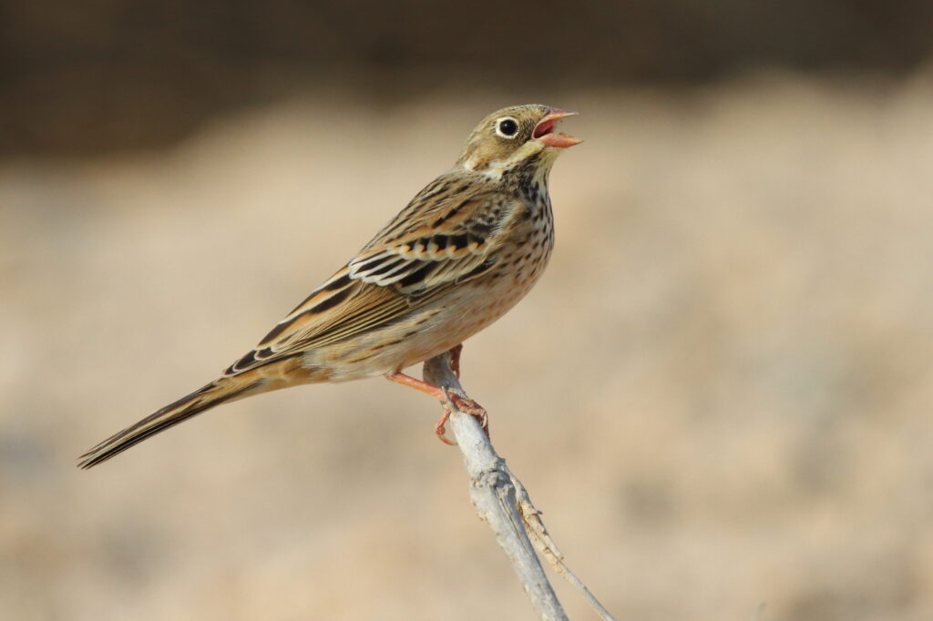 Ortolan Bunting. Qatar, 07 October 2012 © Neil G. Morris.