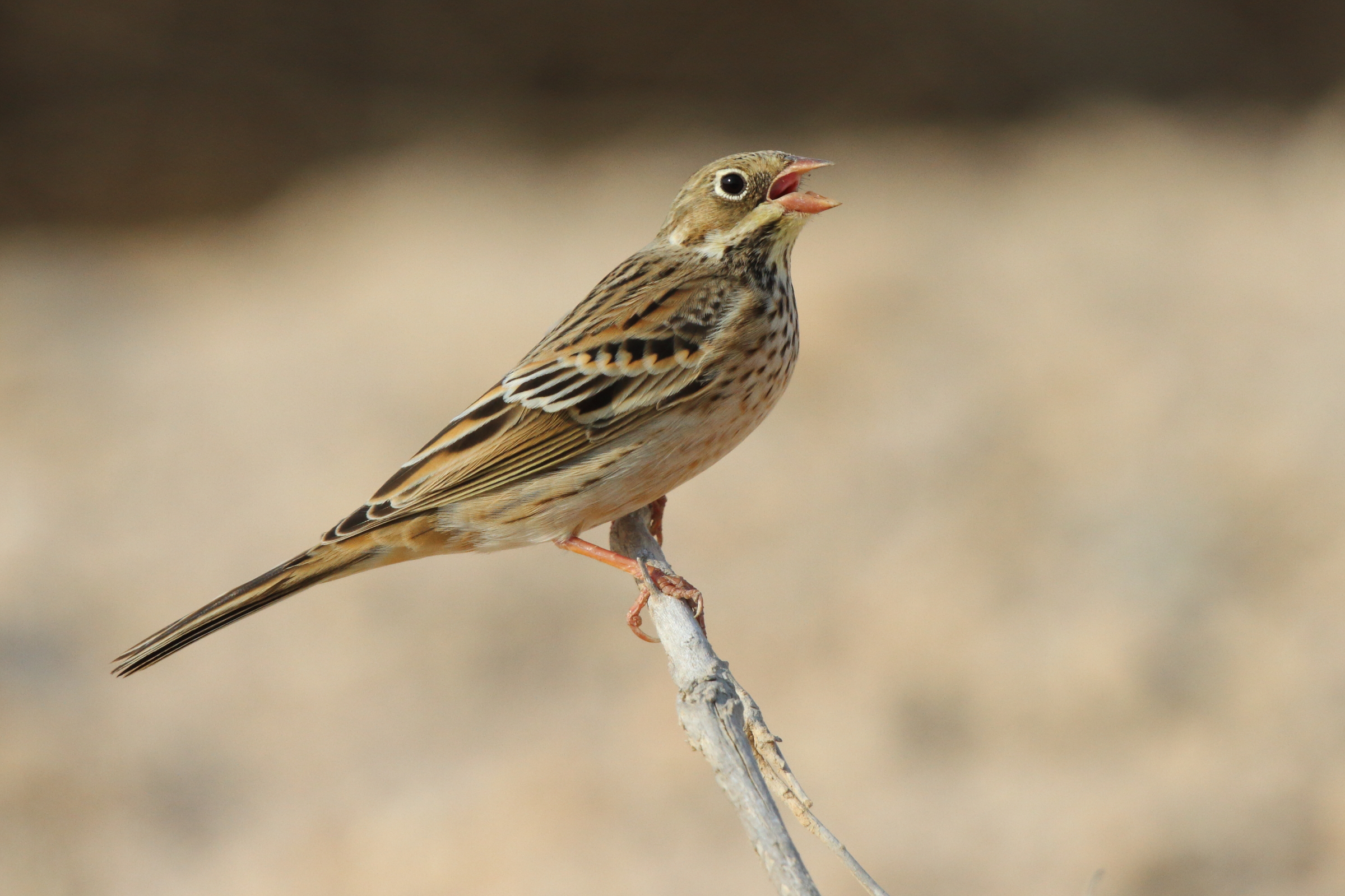 Ortolan Bunting. Qatar, 07 October 2012 © Neil G. Morris.
