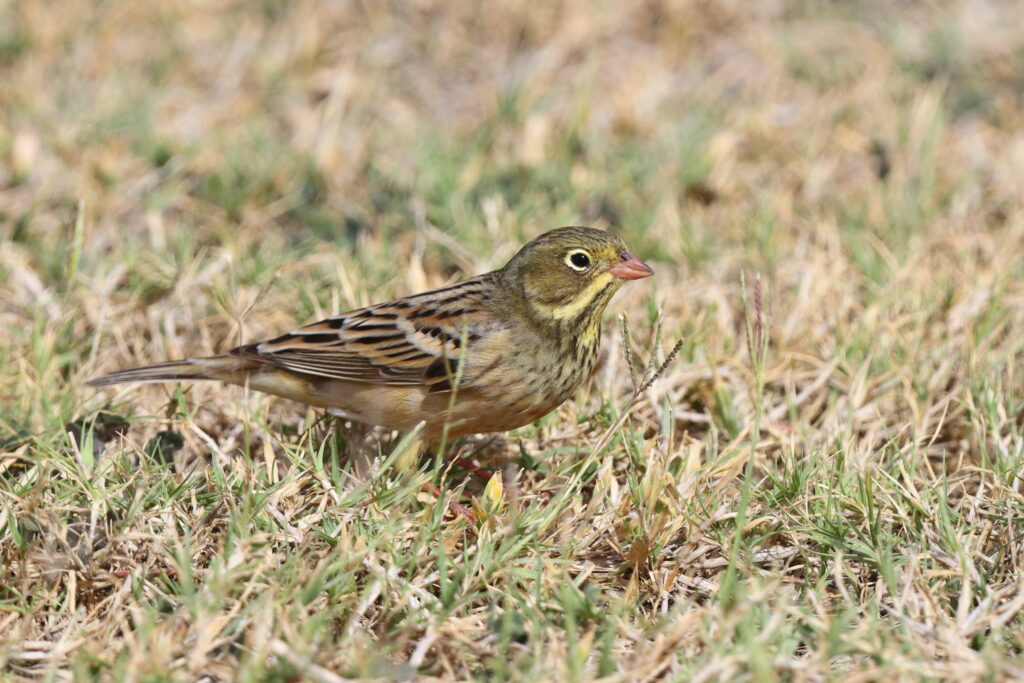 Ortolan Bunting. Qatar, 06 April 2013 © Neil G. Morris.