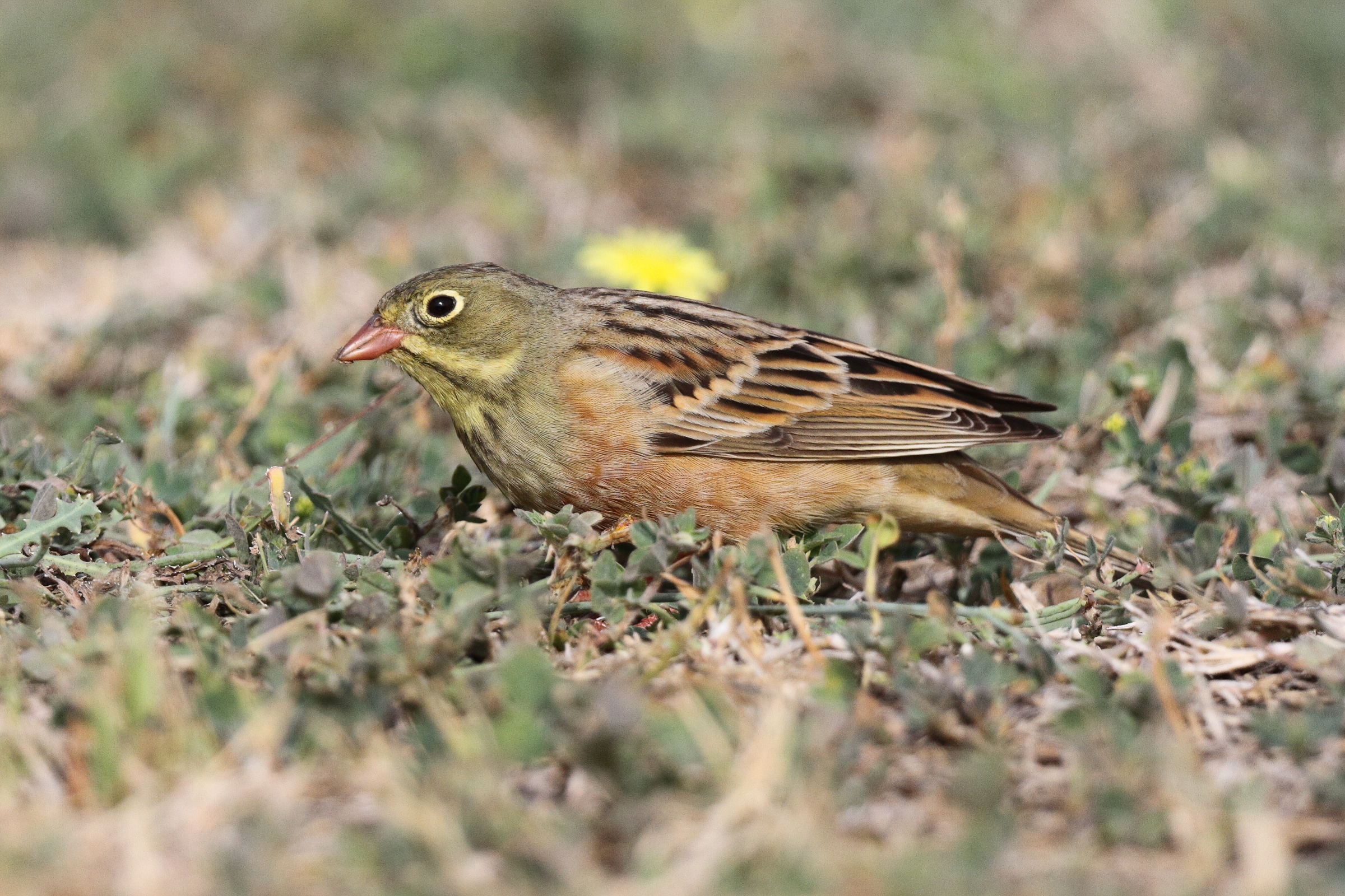 Ortolan Bunting. Qatar, 11 April 2013 © Neil G. Morris.