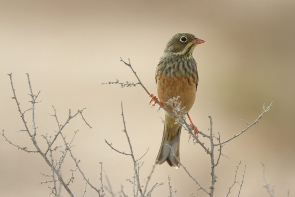 Ortolan Bunting. Qatar, 23 April 2013 © Neil G. Morris.