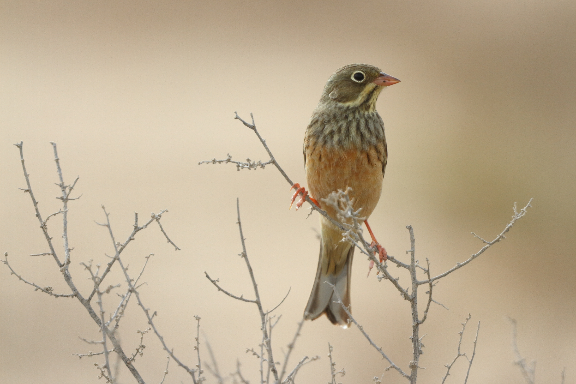 Ortolan Bunting. Qatar, 23 April 2013 © Neil G. Morris.