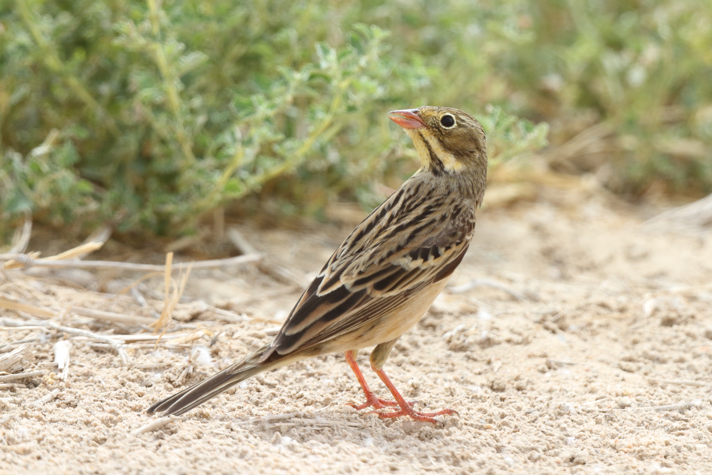Ortolan Bunting. Qatar, 24 April 2013 © Neil G. Morris.