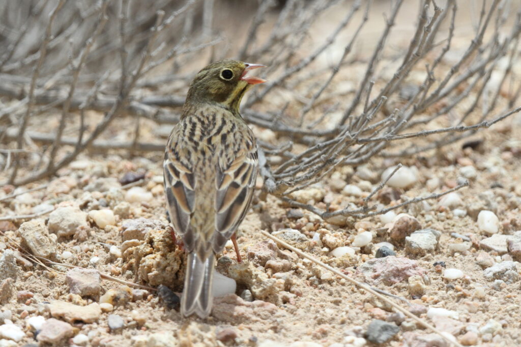 Ortolan Bunting. Qatar, 01 May 2013 © Neil G. Morris.