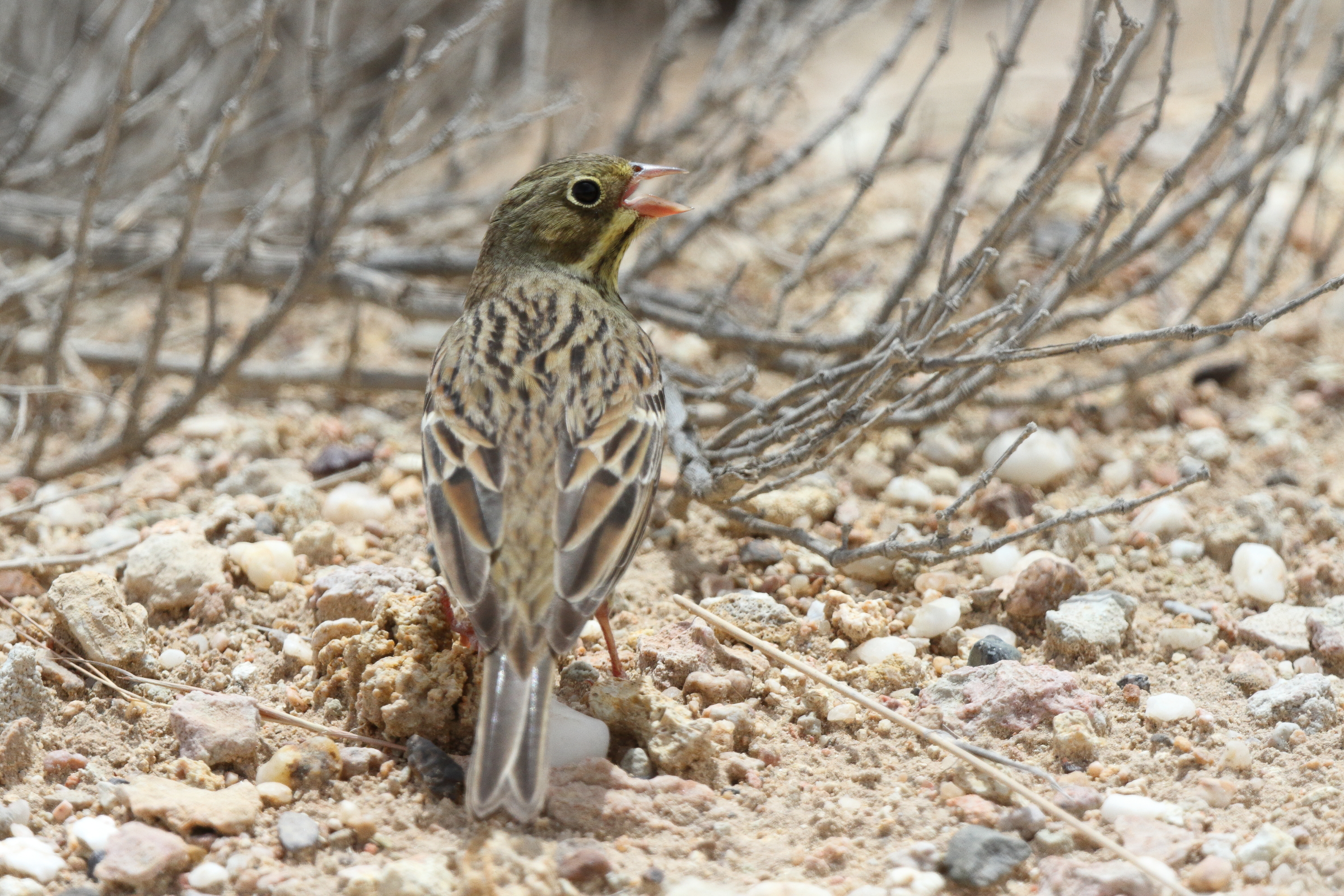 Ortolan Bunting. Qatar, 01 May 2013 © Neil G. Morris.