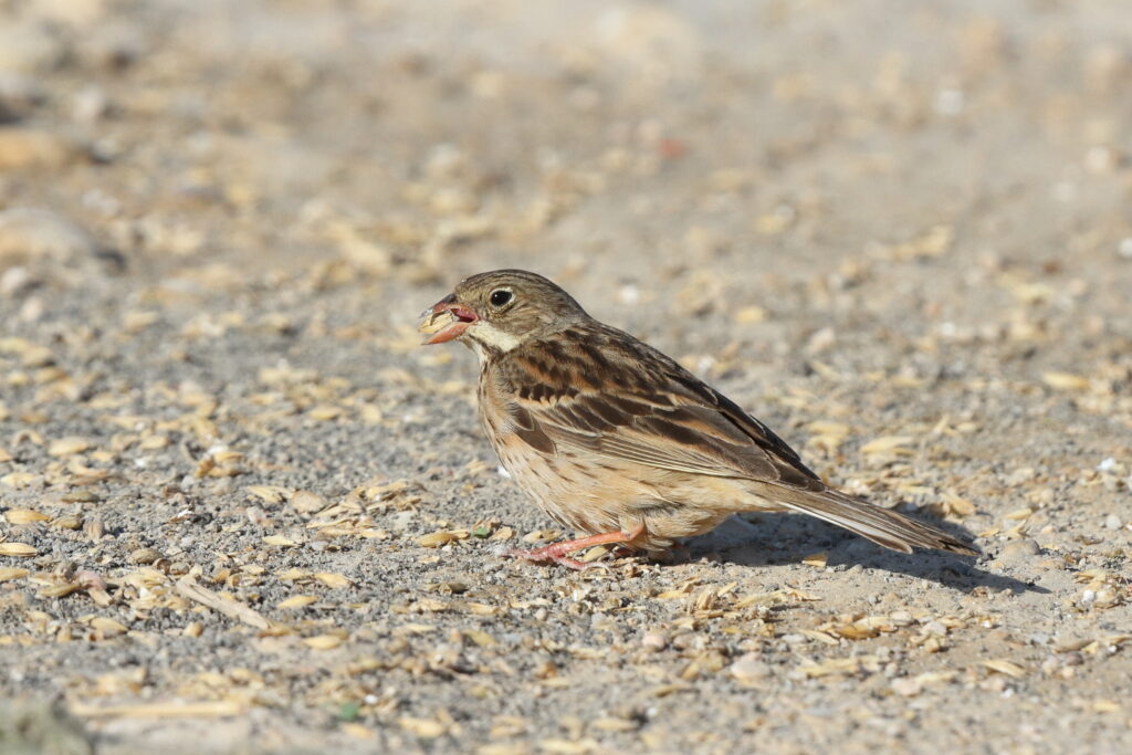 Ortolan Bunting. Qatar, 26 November 2013 © Neil G. Morris.