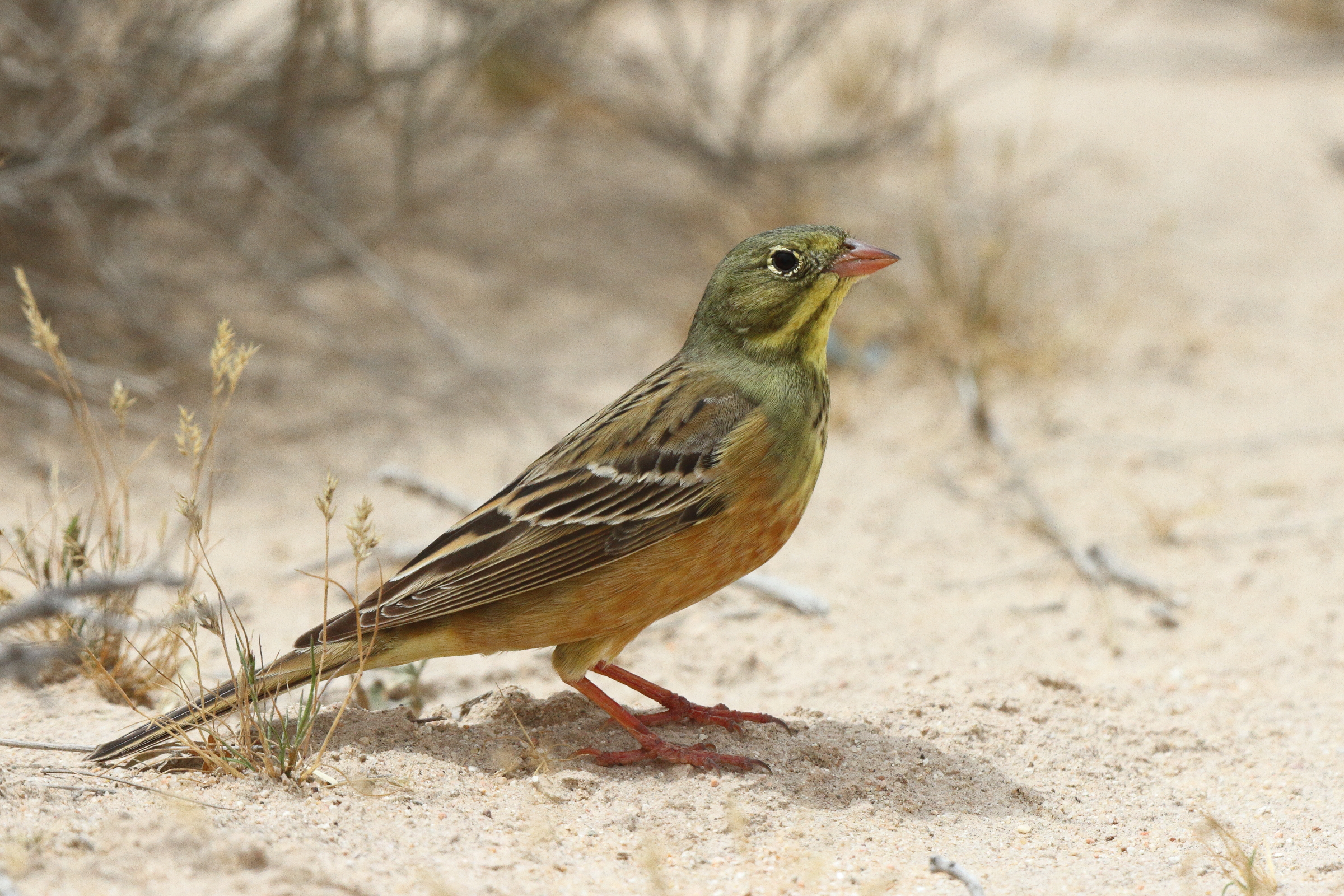 Ortolan Bunting. Qatar, 03 April 2014 © Neil G. Morris.