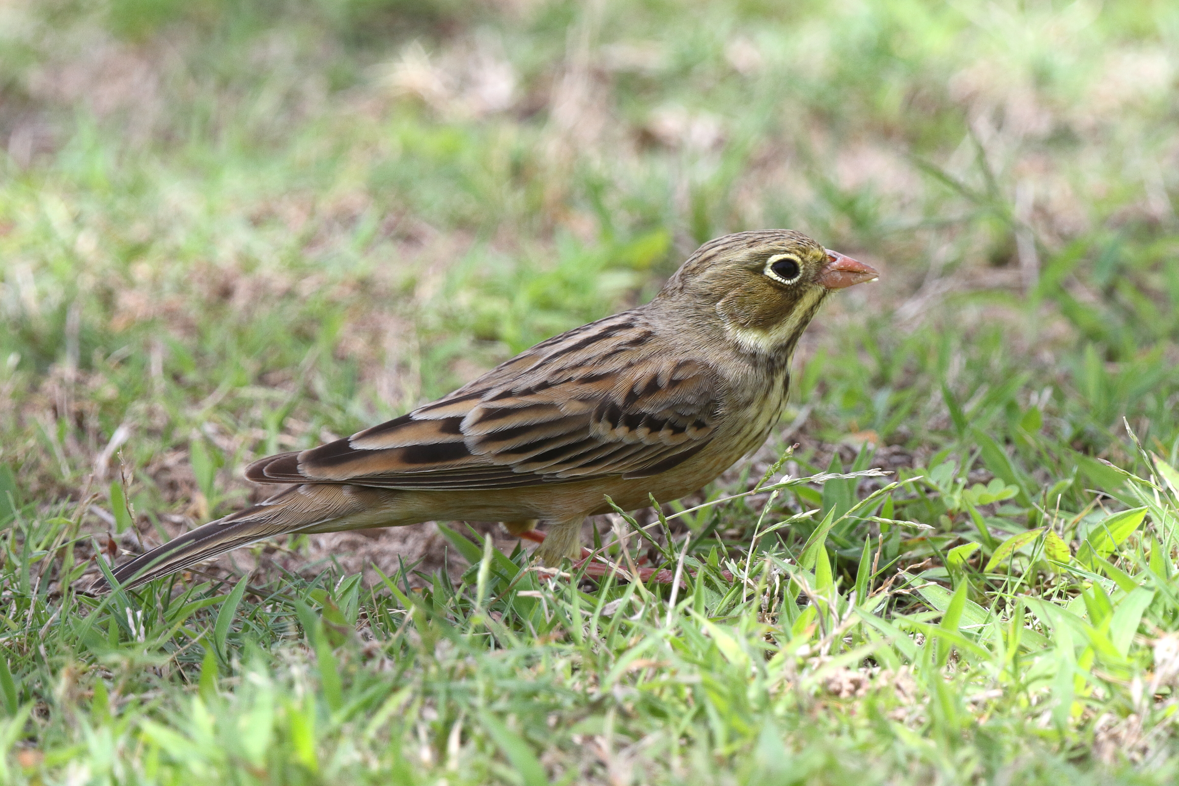 Ortolan Bunting. Qatar, 05 May 2014 © Neil G. Morris.