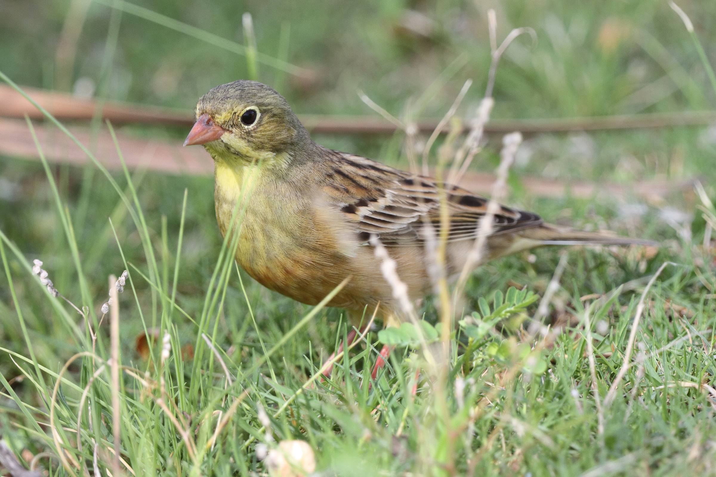 Ortolan Bunting. Qatar, 05 May 2014 © Neil G. Morris.