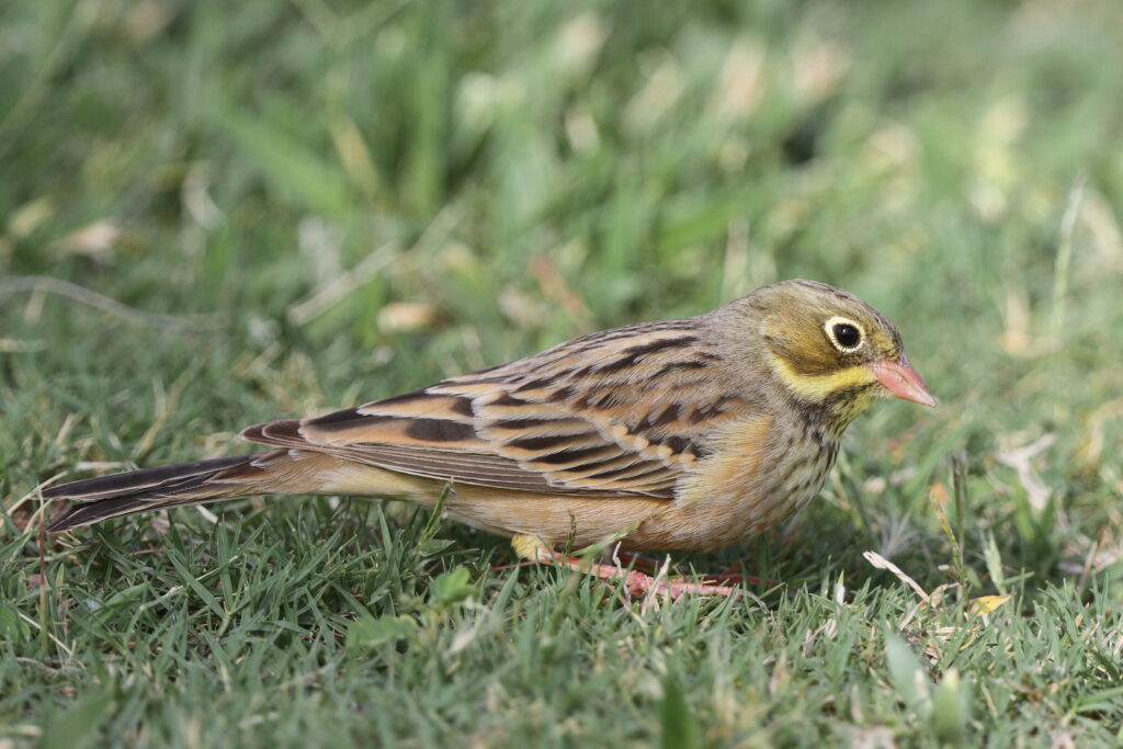 Ortolan Bunting. Qatar, 05 May 2014 © Neil G. Morris.