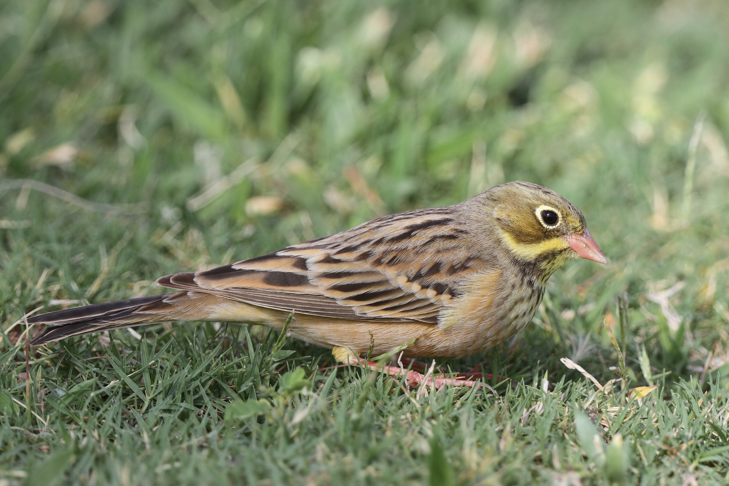 Ortolan Bunting. Qatar, 05 May 2014 © Neil G. Morris.