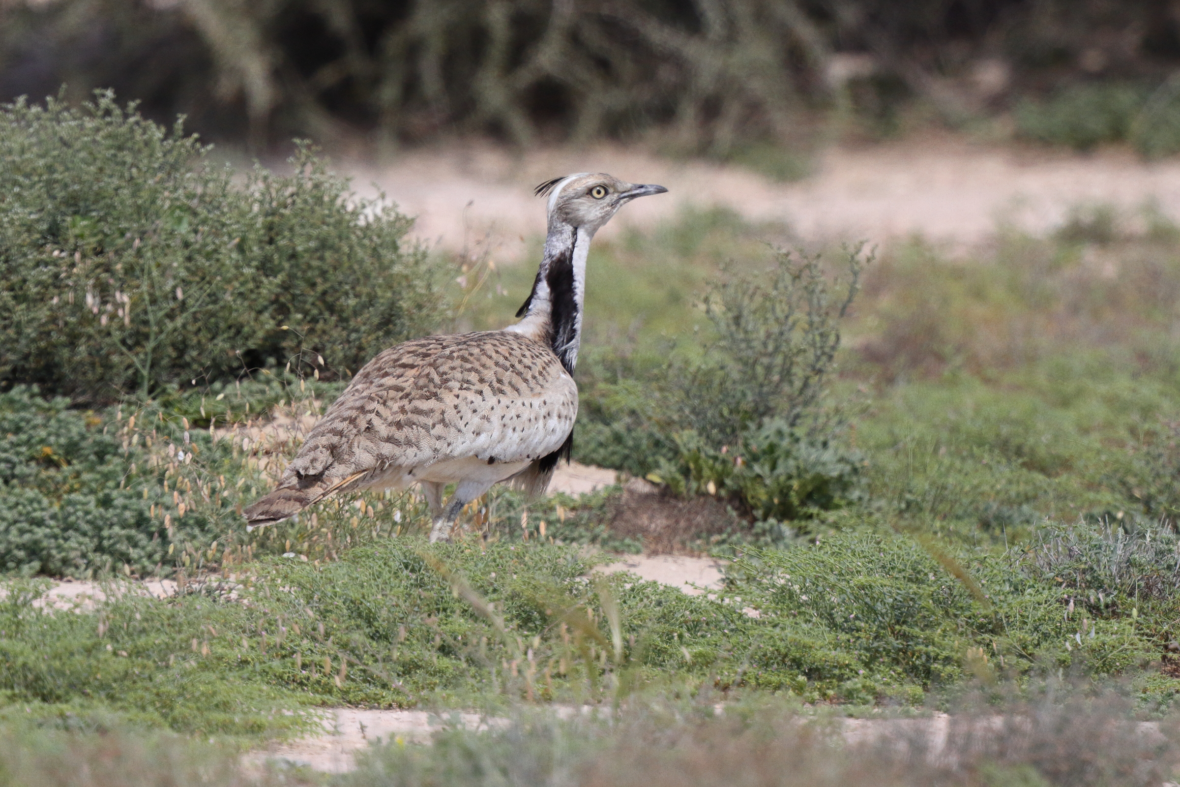 Asian Houbara. Qatar, 03 March 2016 © Neil G. Morris.