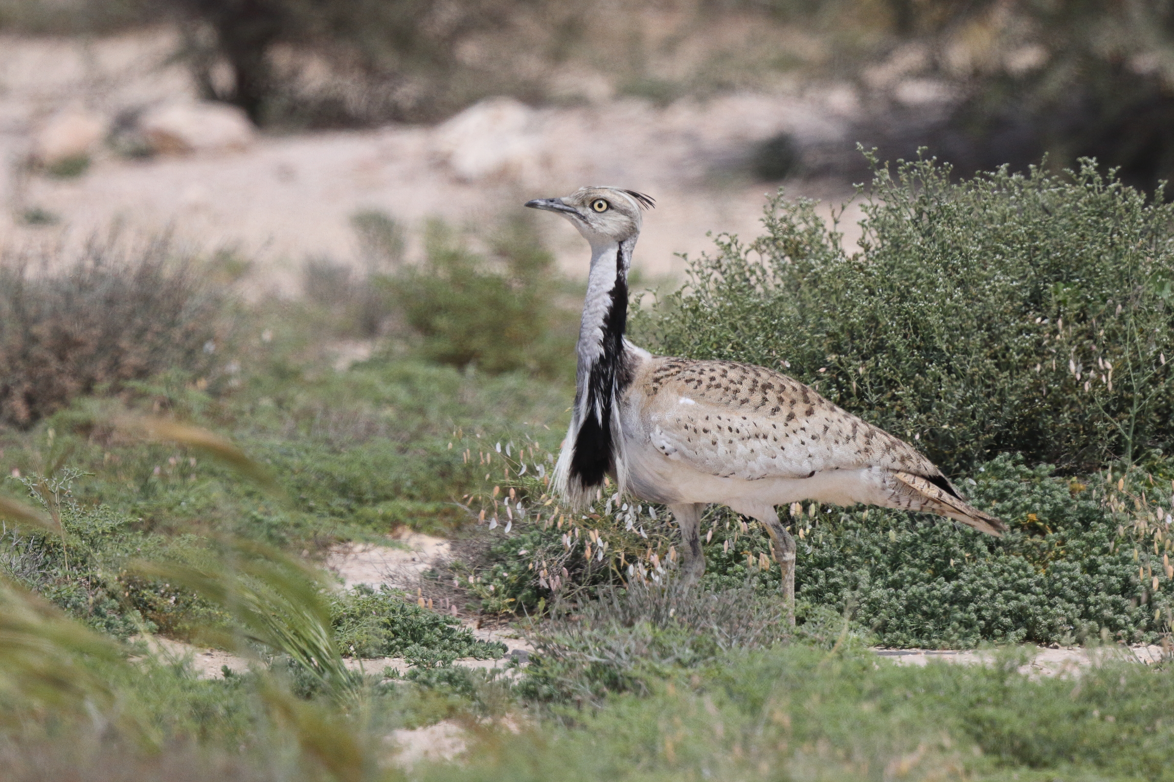 Asian Houbara. Qatar, 03 March 2016 © Neil G. Morris.