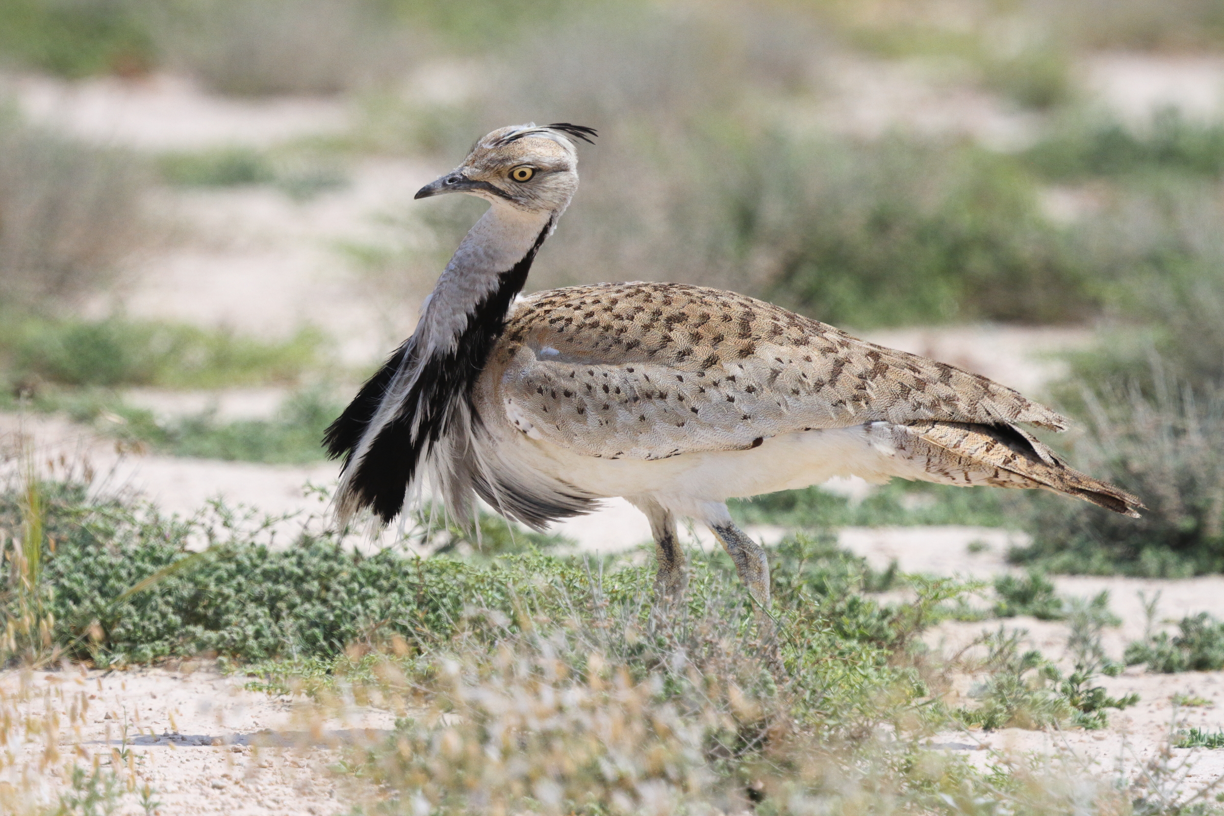 Asian Houbara. Qatar, 03 March 2016 © Neil G. Morris.