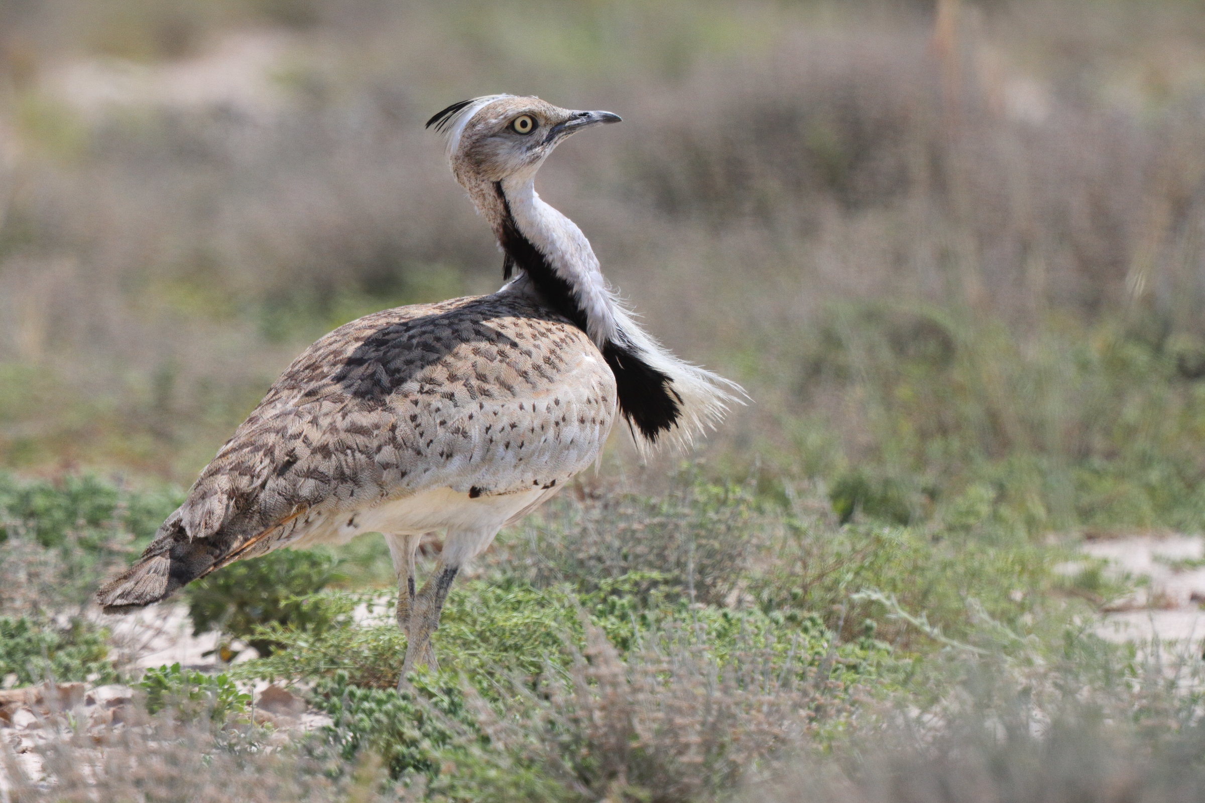 Asian Houbara. Qatar, 03 March 2016 © Neil G. Morris.
