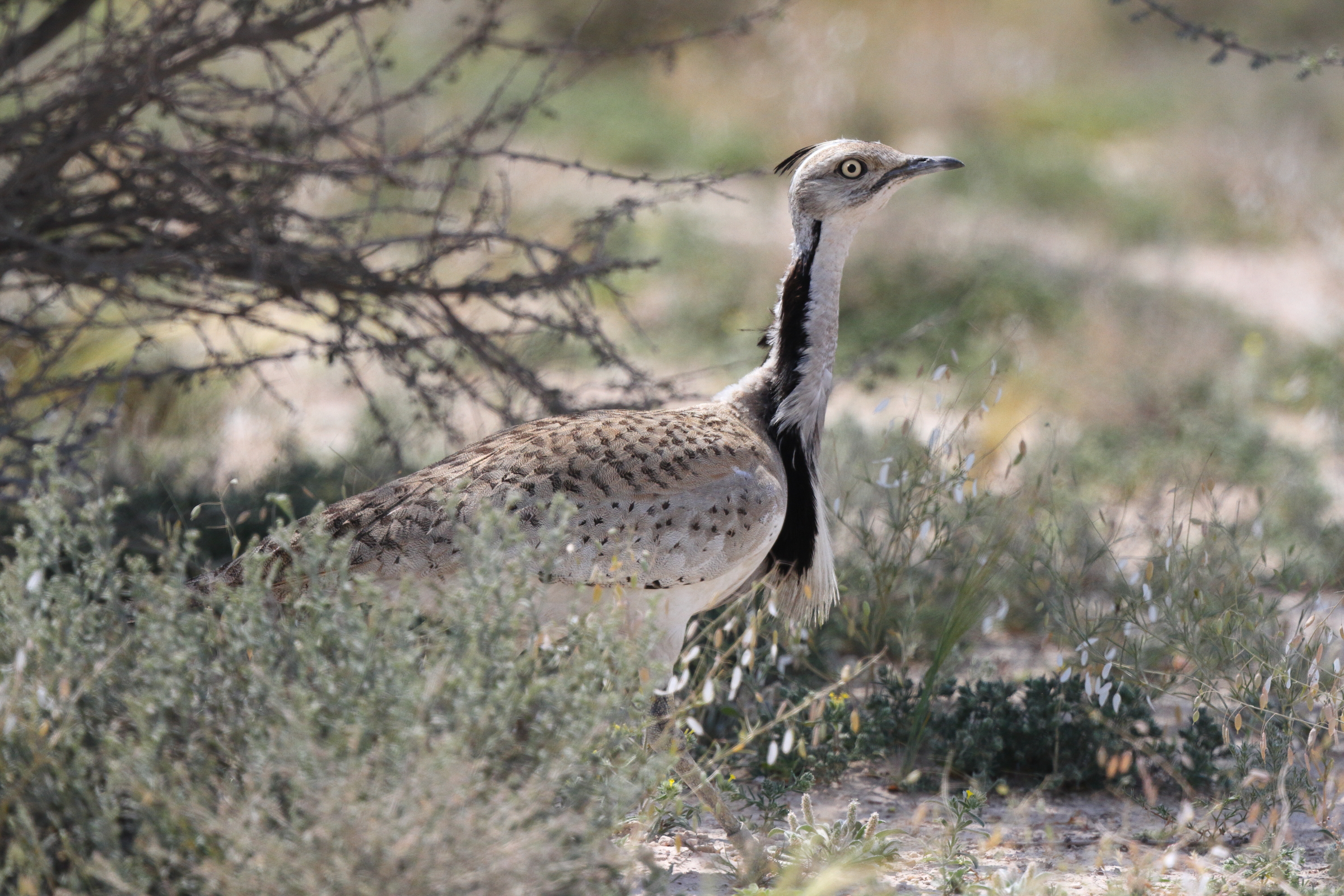 Asian Houbara. Qatar, 03 March 2016 © Neil G. Morris.