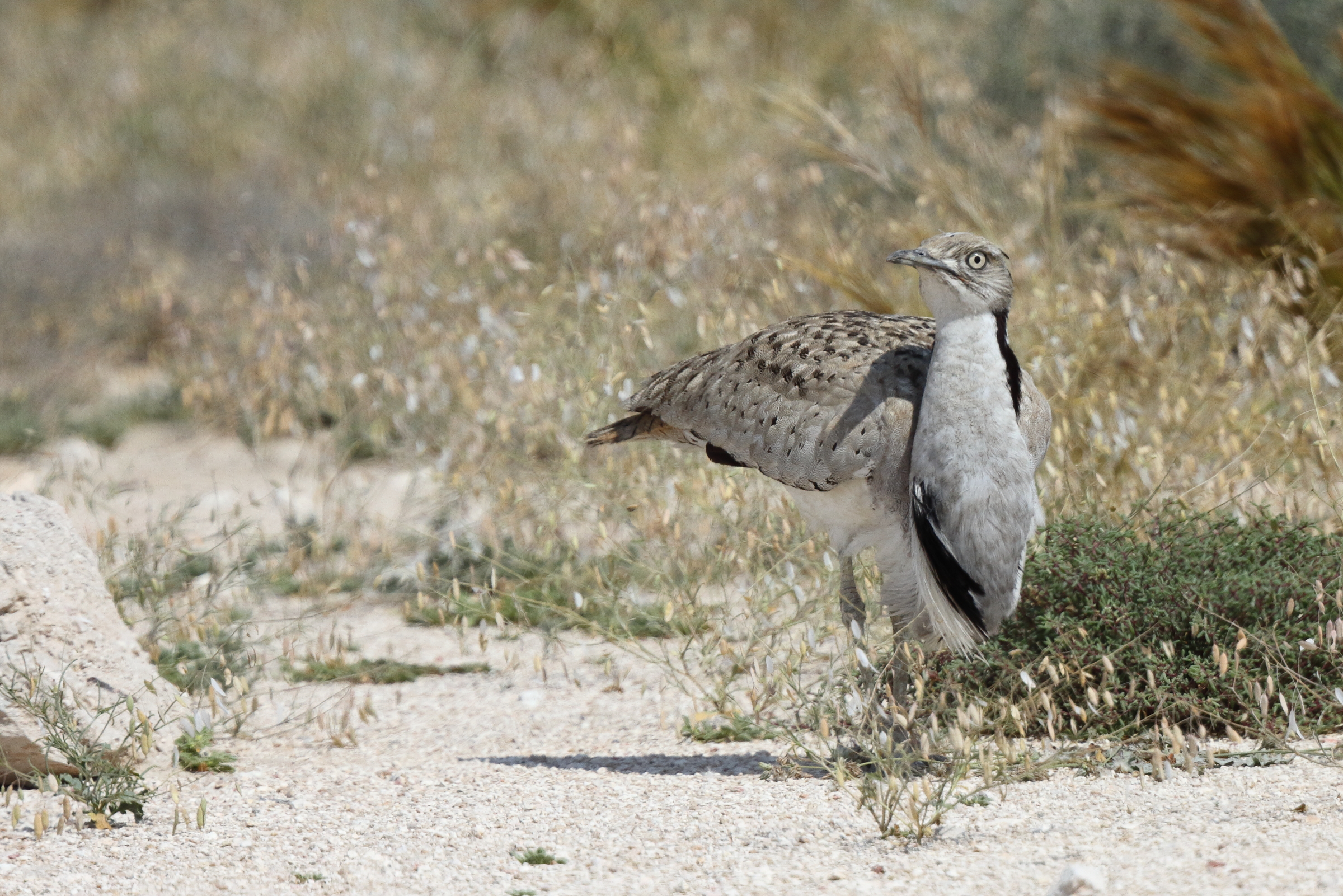 Asian Houbara. Qatar, 03 March 2016 © Neil G. Morris.