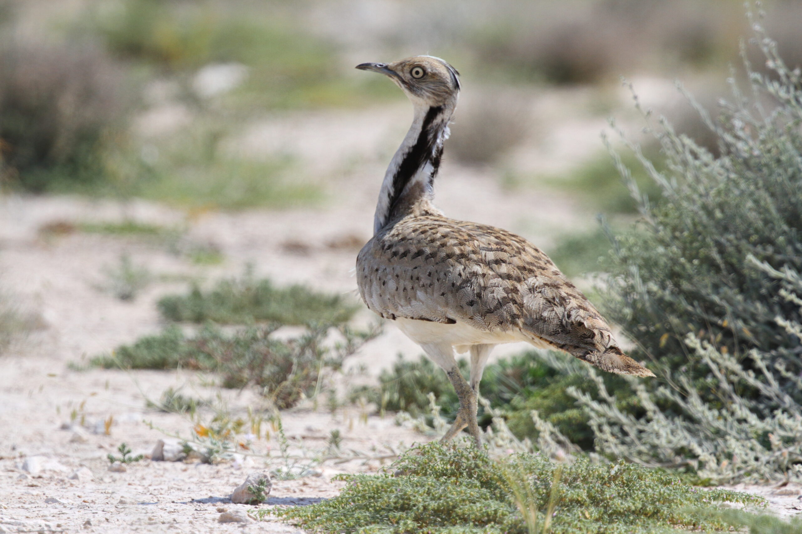 Asian Houbara. Qatar, 03 March 2016 © Neil G. Morris.