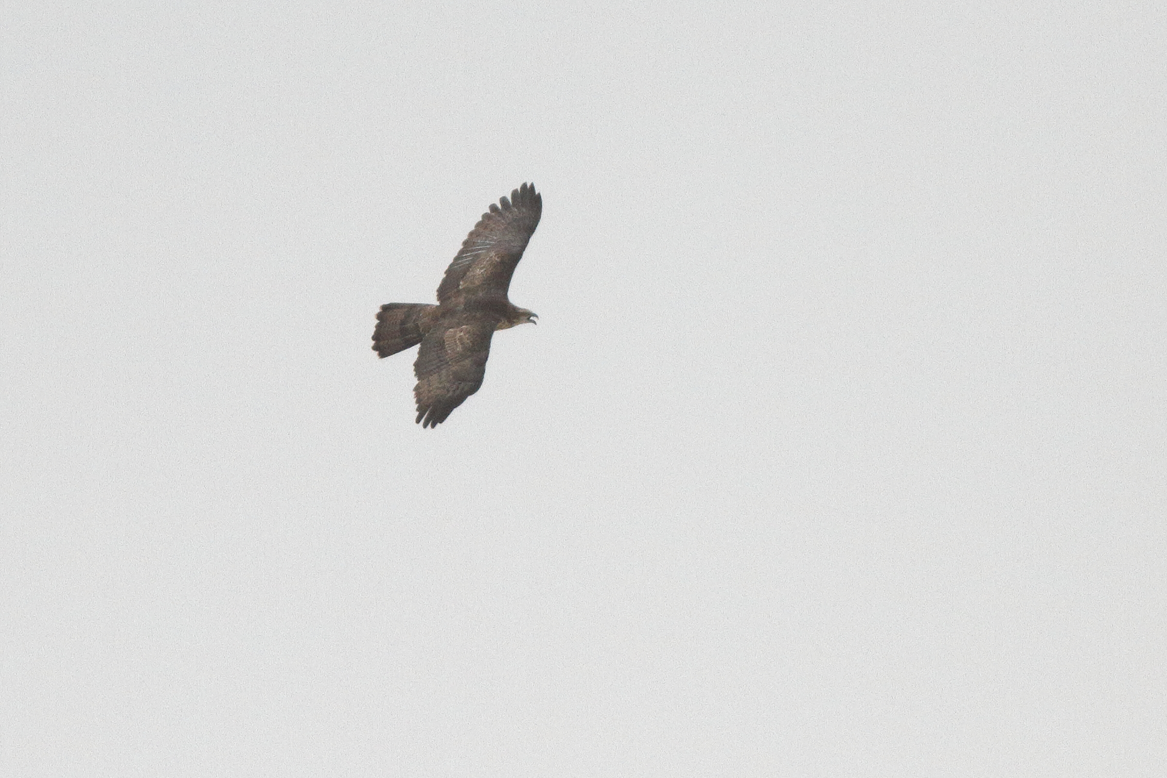 Crested Honey Buzzard. Qatar, 13 May 2014 © Neil G. Morris.