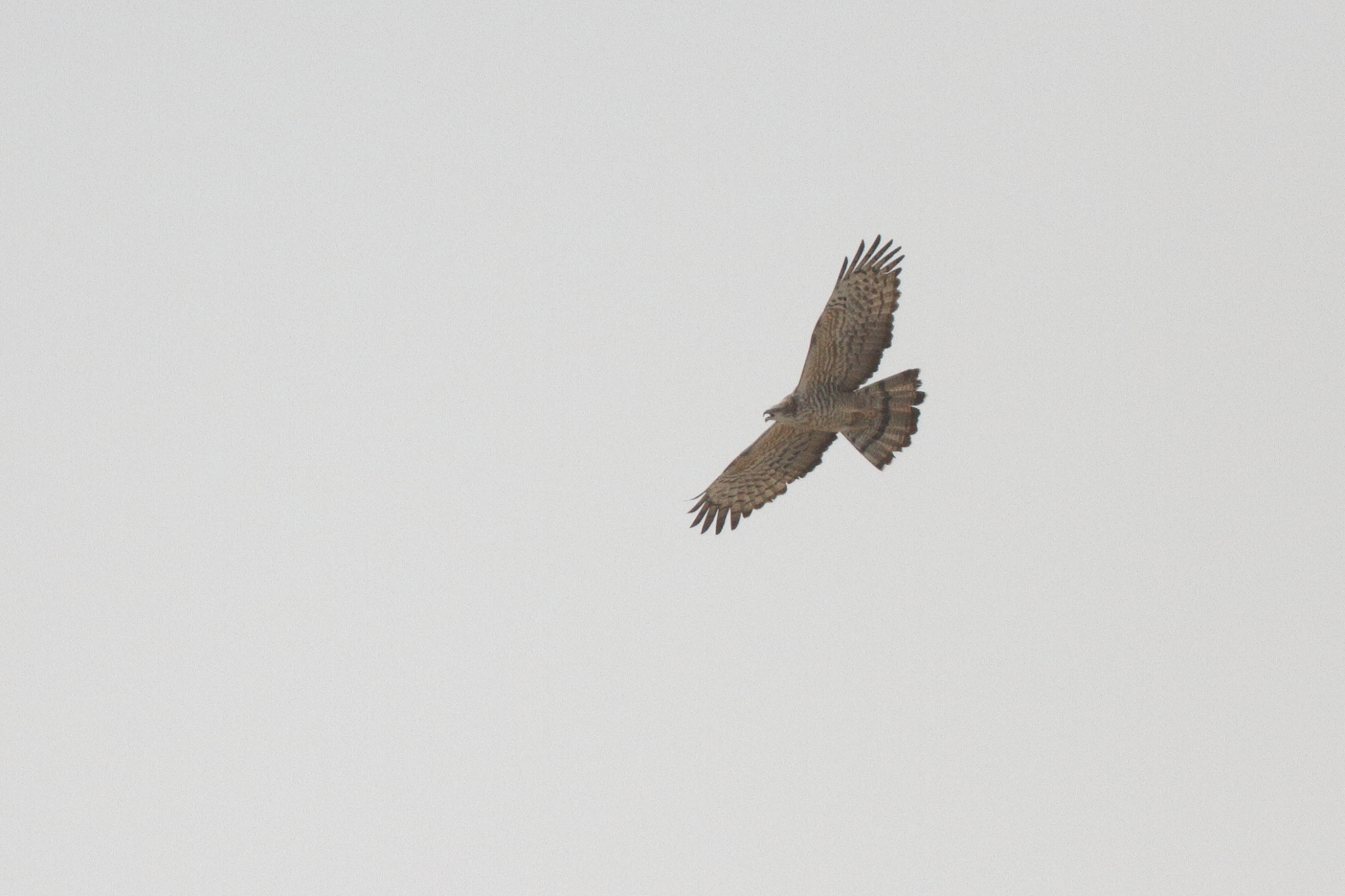 Crested Honey Buzzard. Qatar, 13 May 2014 © Neil G. Morris.