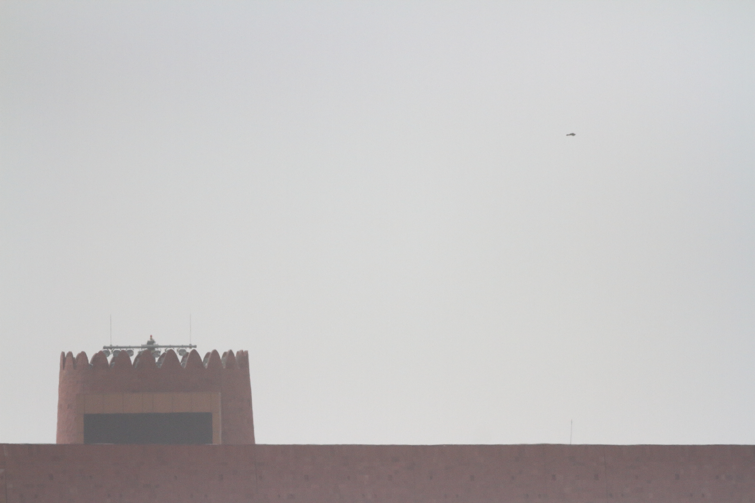 Crested Honey Buzzard. Qatar, 13 May 2014 © Neil G. Morris.