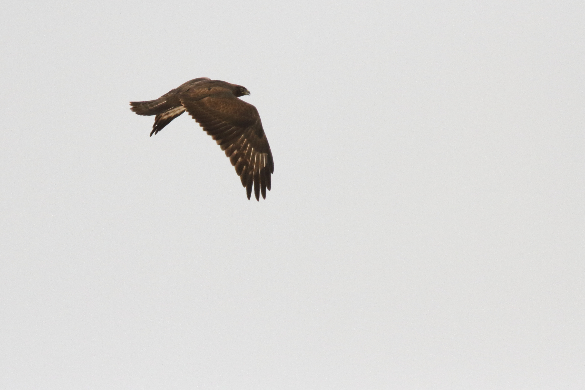 Long-legged Buzzard. Qatar, 04 November 2012 © Neil G. Morris.