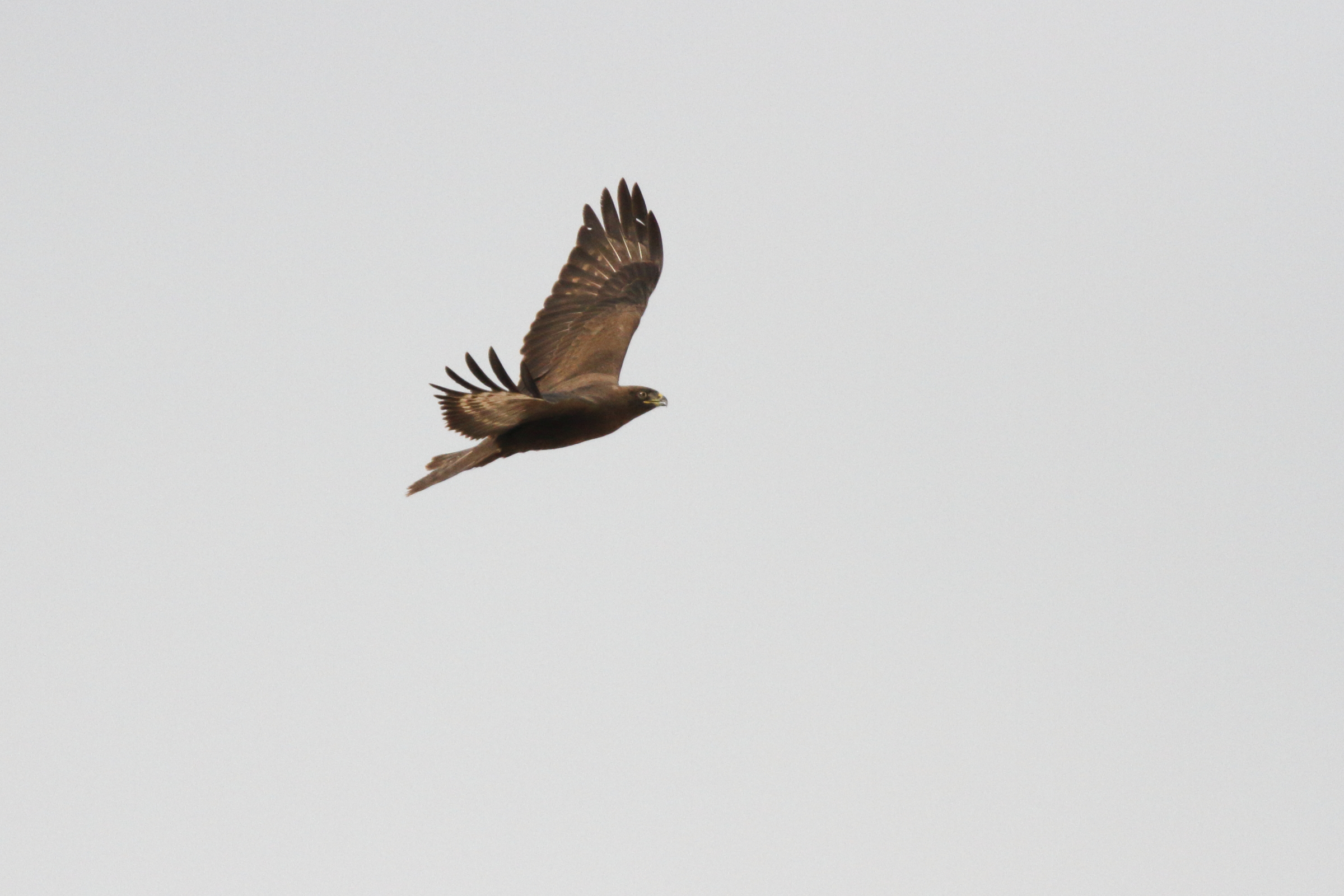 Long-legged Buzzard. Qatar, 04 November 2012 © Neil G. Morris.