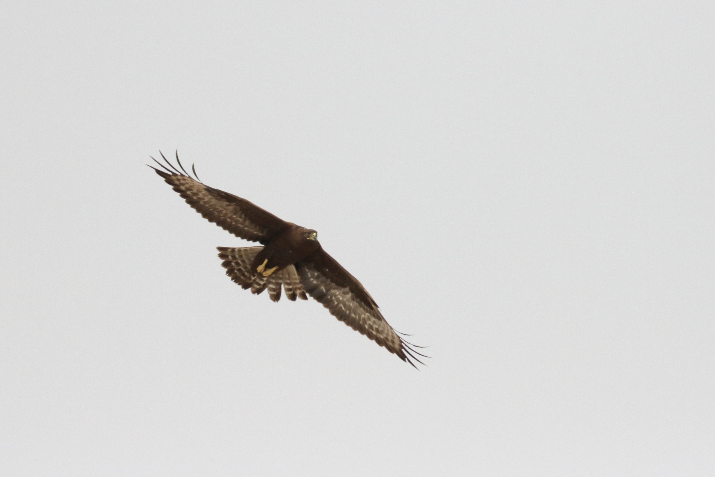 Long-legged Buzzard. Qatar, 04 November 2012 © Neil G. Morris.