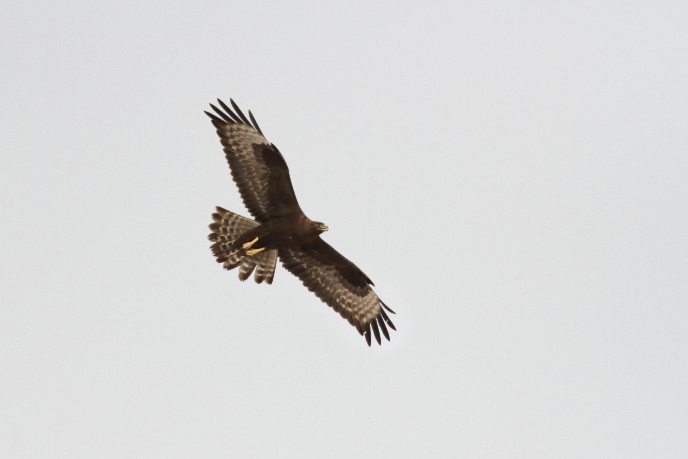 Long-legged Buzzard. Qatar, 04 November 2012 © Neil G. Morris.