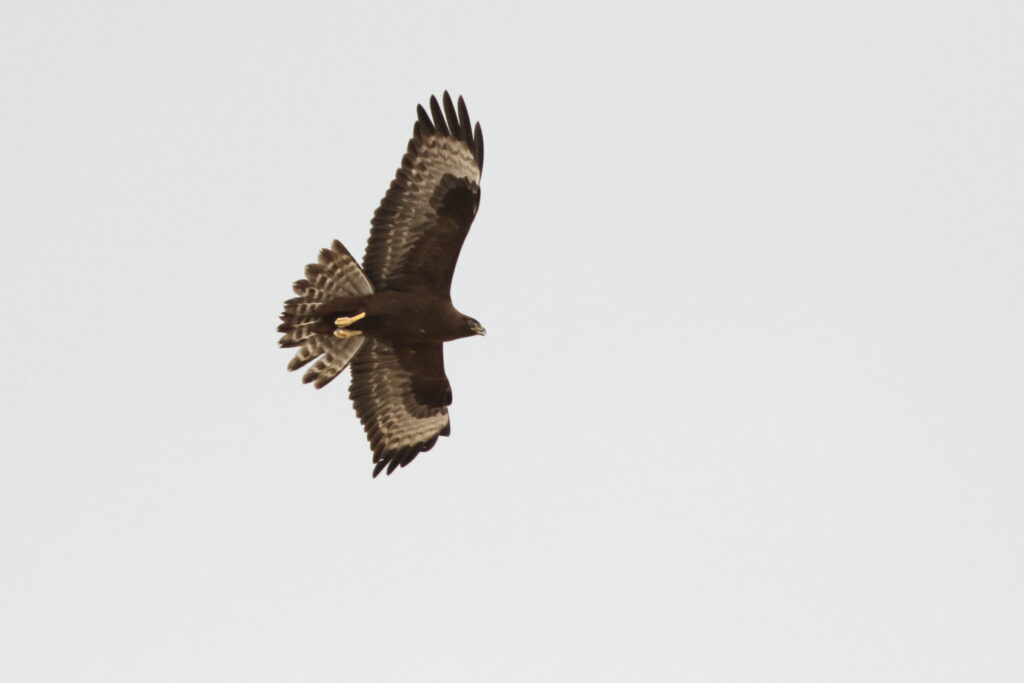 Long-legged Buzzard. Qatar, 04 November 2012 © Neil G. Morris.