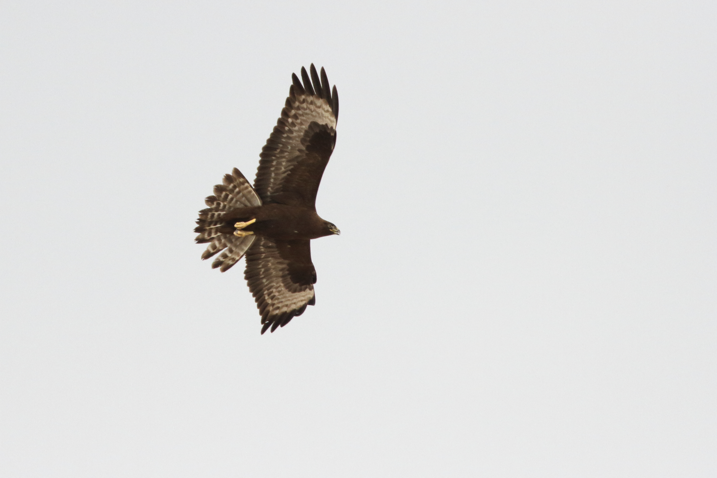 Long-legged Buzzard. Qatar, 04 November 2012 © Neil G. Morris.
