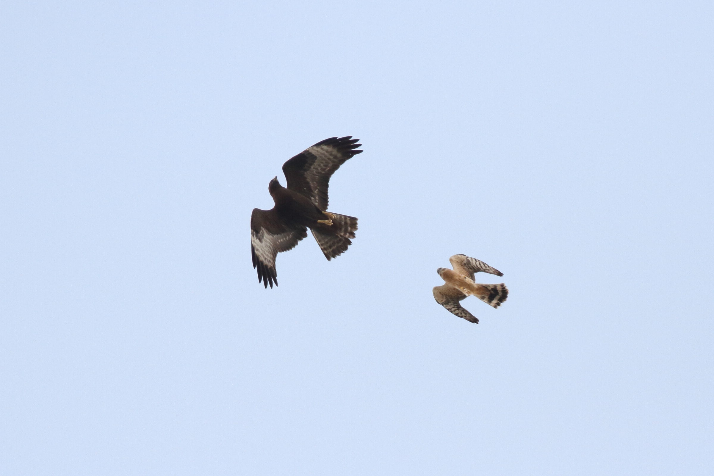 Long-legged Buzzard. Qatar, 04 November 2012 © Neil G. Morris.