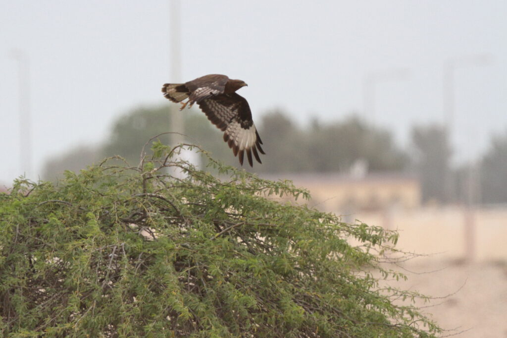 Long-legged Buzzard. Qatar, 04 April 2013 © Neil G. Morris.