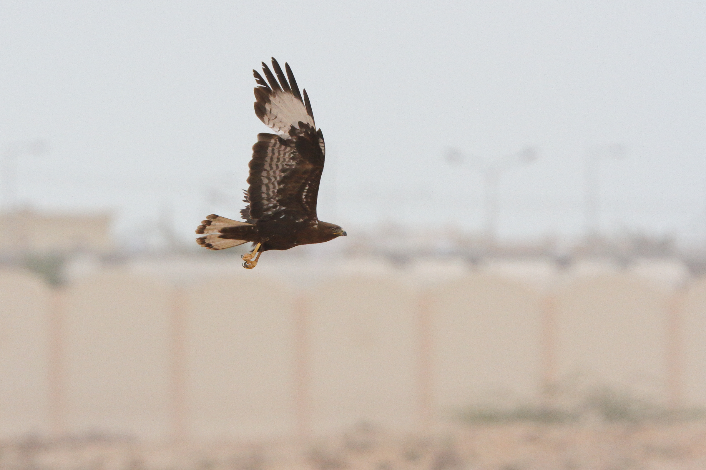 Long-legged Buzzard. Qatar, 04 April 2013 © Neil G. Morris.