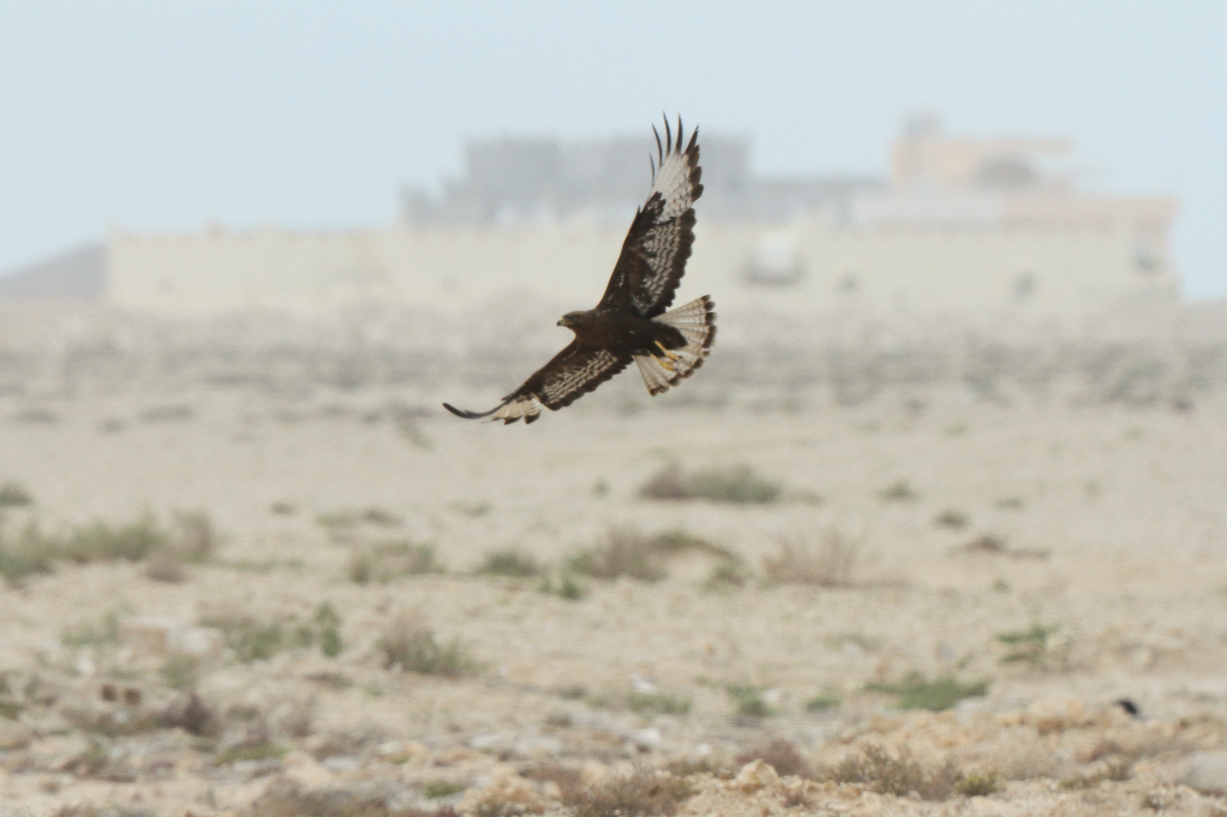 Long-legged Buzzard. Qatar, 04 April 2013 © Neil G. Morris.