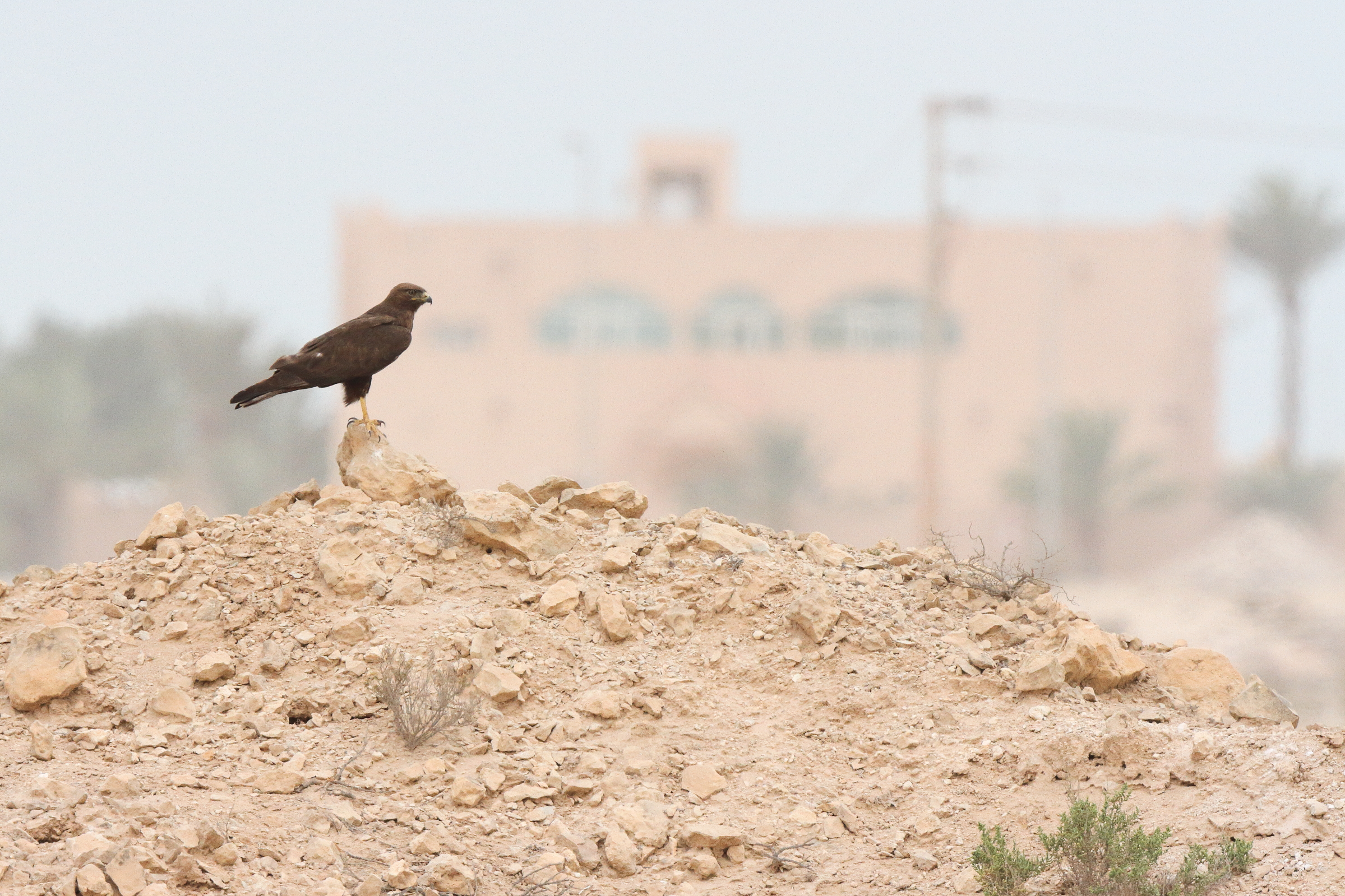 Long-legged Buzzard. Qatar, 04 April 2013 © Neil G. Morris.