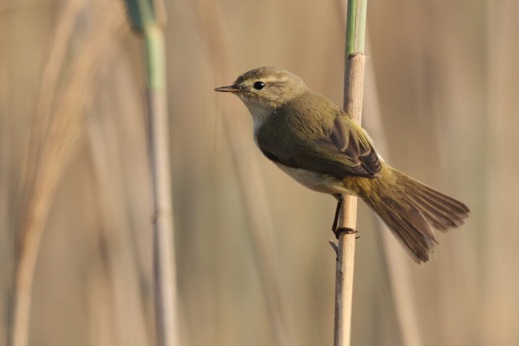 Common Chiffchaff. Qatar, 26 October 2012 © Neil G. Morris.