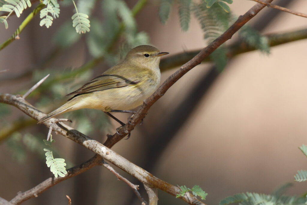 Common Chiffchaff. Qatar, 08 November 2012 © Neil G. Morris.