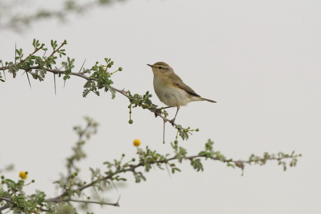 Common Chiffchaff. Qatar, 20 March 2013 © Neil G. Morris.