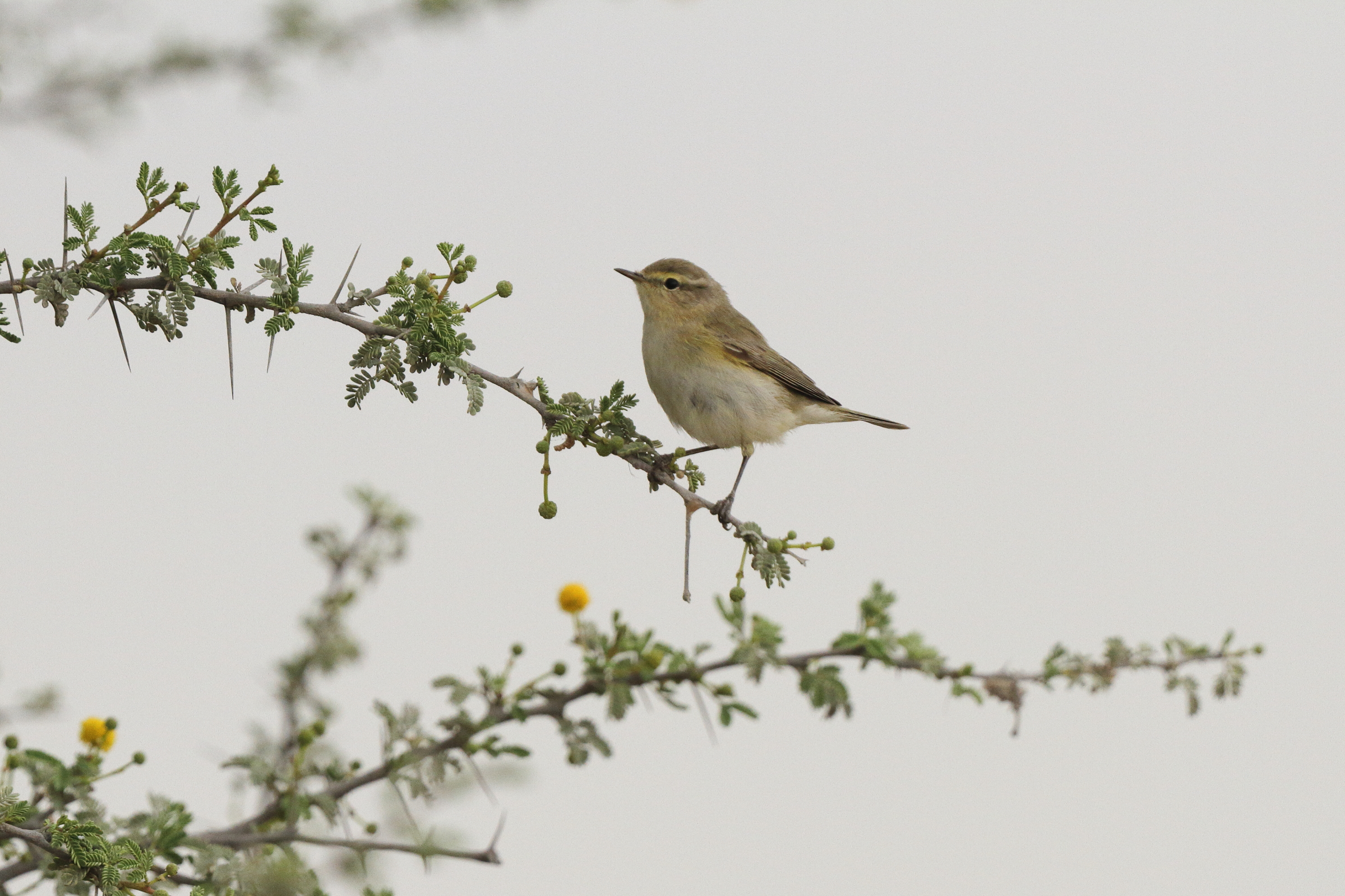 Siberian Chiffchaff. Qatar, 20 March 2013 © Neil G. Morris.
