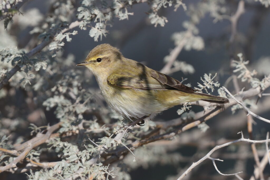 Common Chiffchaff. Qatar, 17 March 2014 © Neil G. Morris.