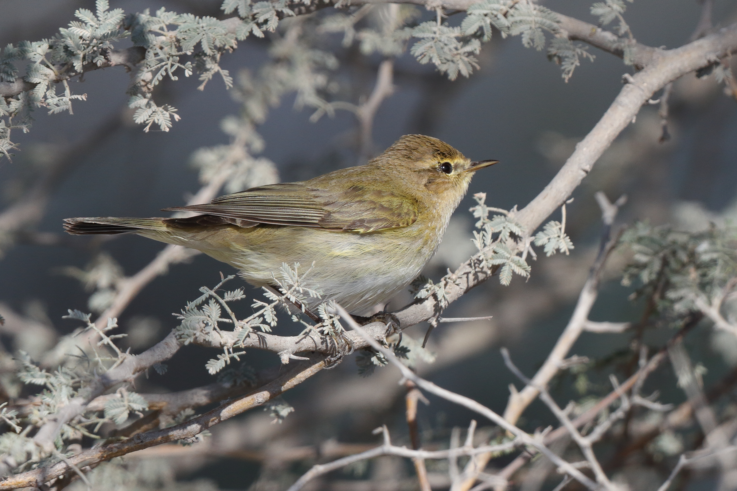 Common Chiffchaff. Qatar, 17 March 2014 © Neil G. Morris.
