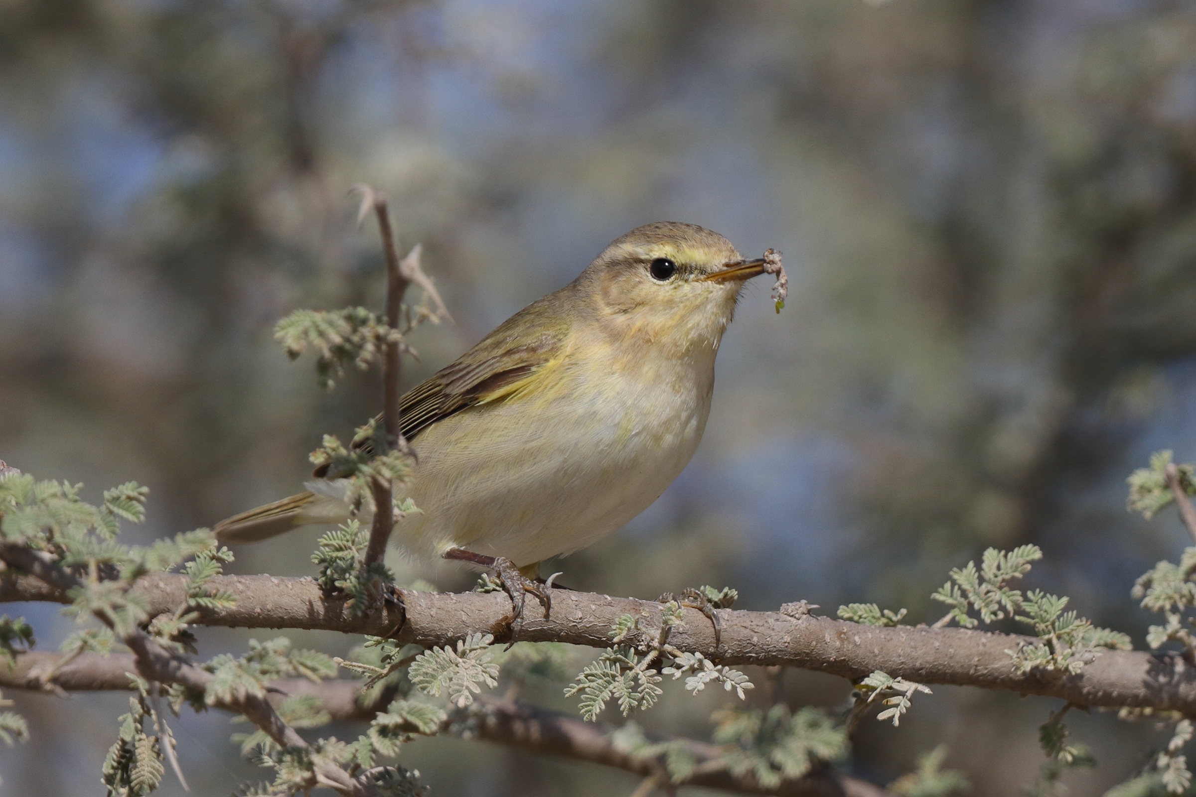 Common Chiffchaff. Qatar, 17 March 2014 © Neil G. Morris.
