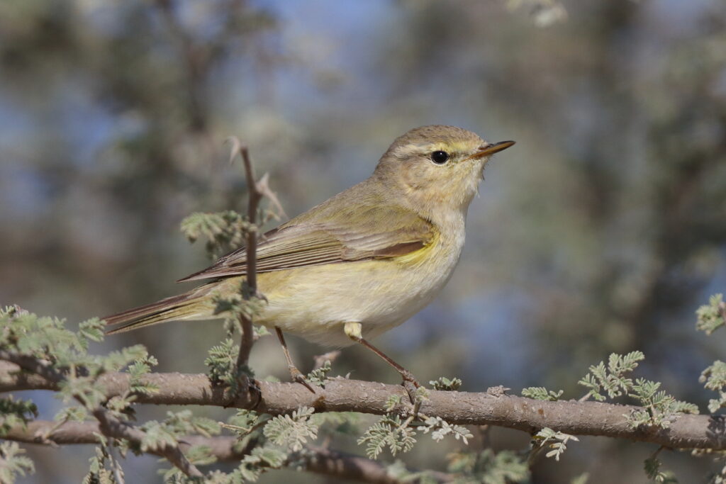 Common Chiffchaff. Qatar, 17 March 2014 © Neil G. Morris.