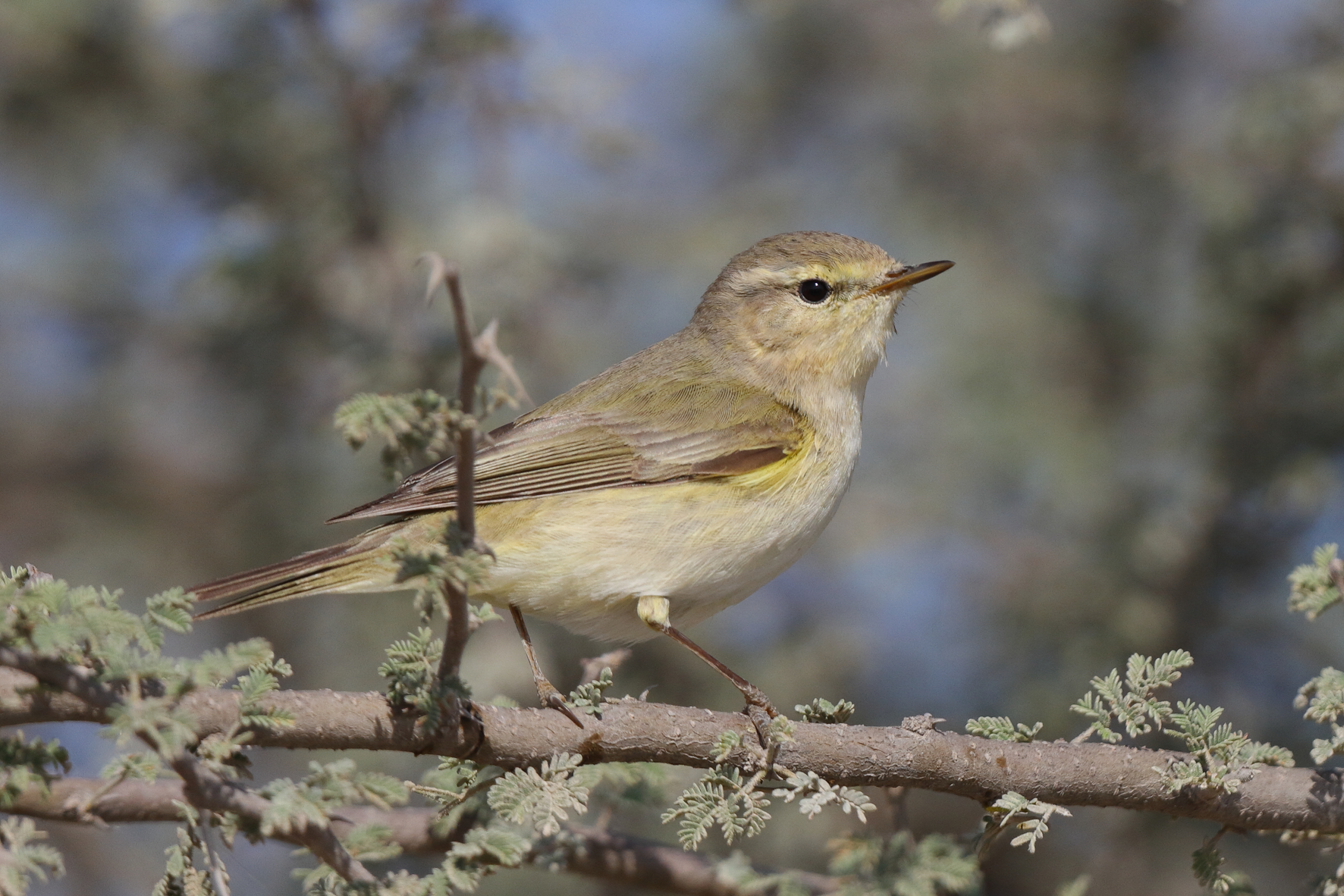 Common Chiffchaff. Qatar, 17 March 2014 © Neil G. Morris.